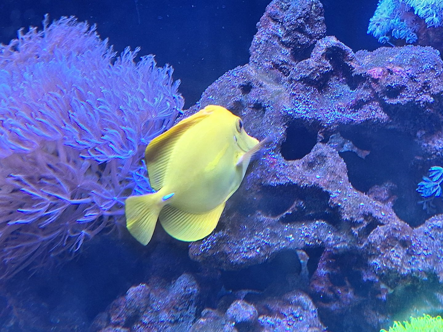 Yellow Tang