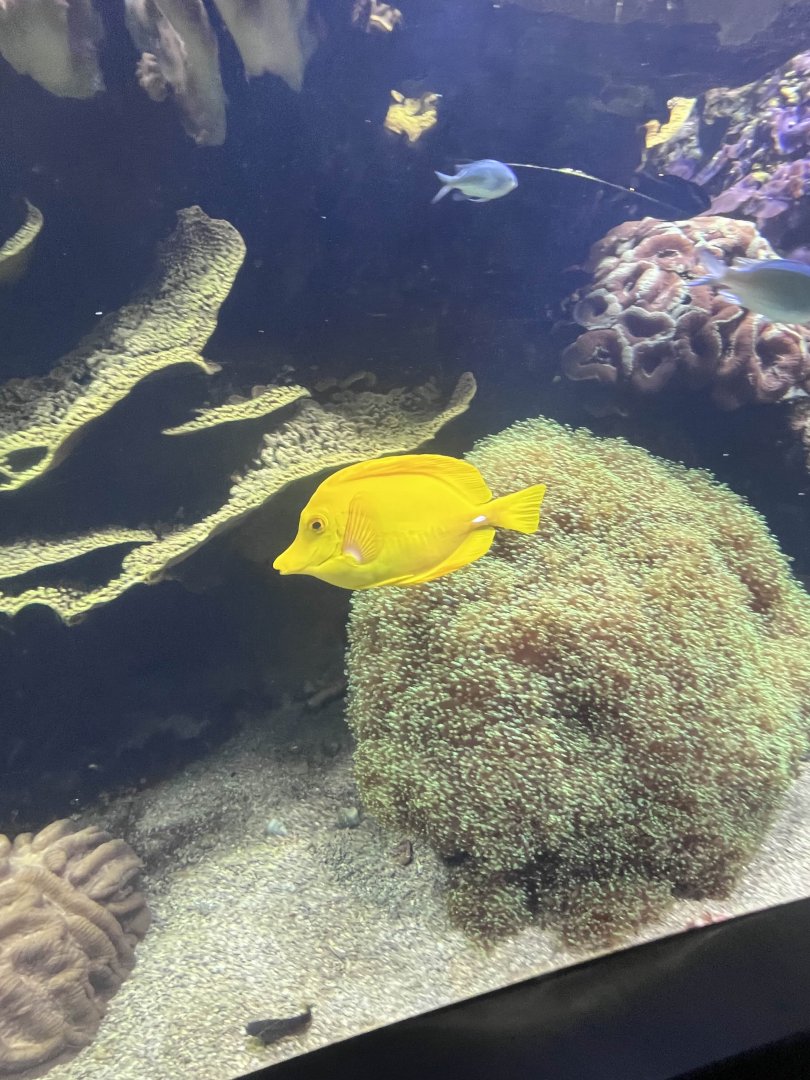 Yellow tang