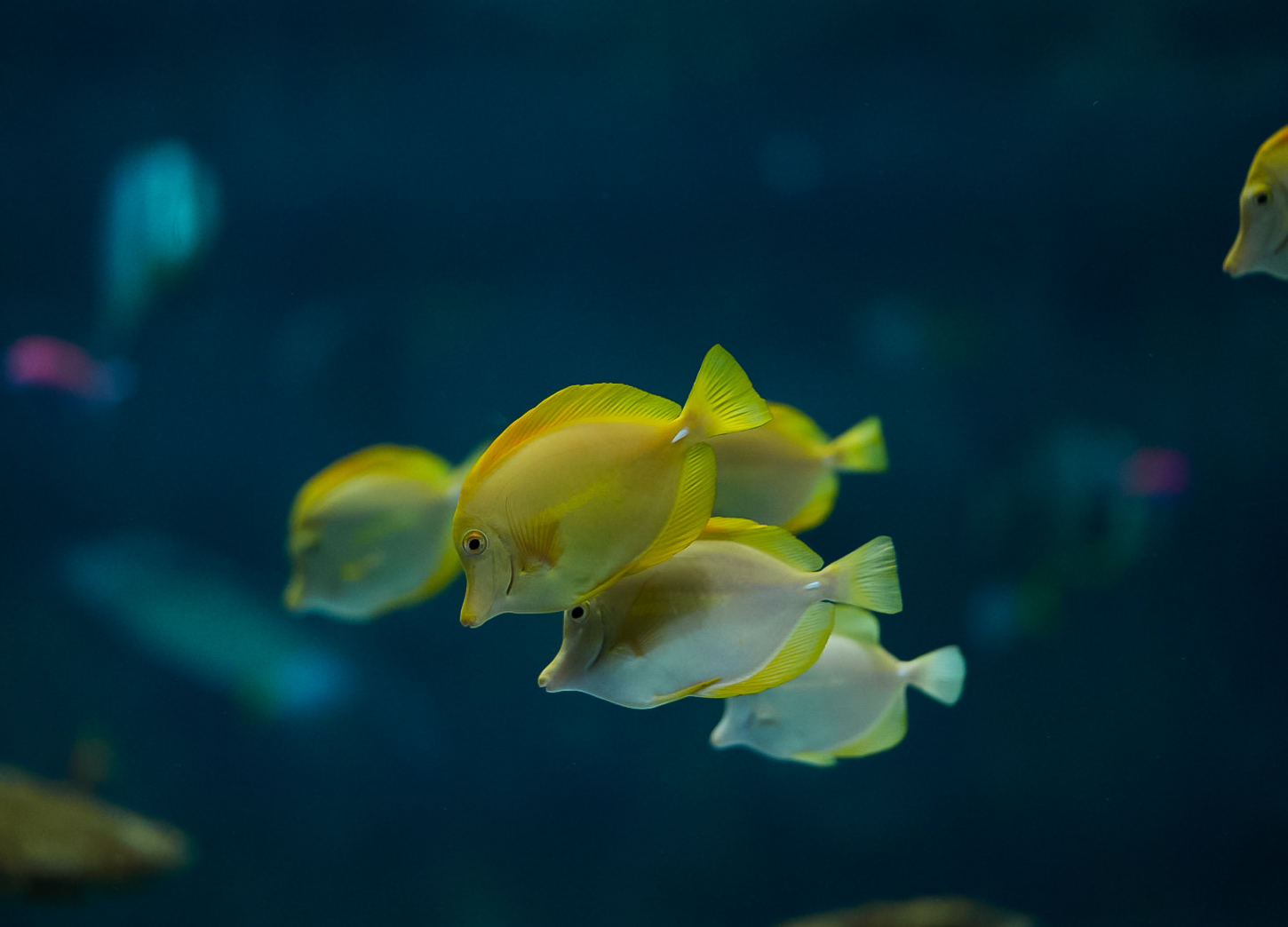 Yellow Tangs