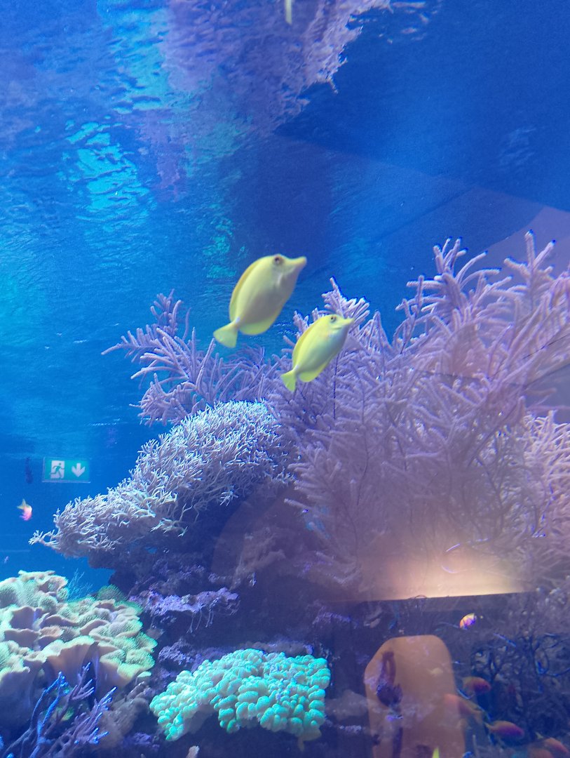 Yellow tangs