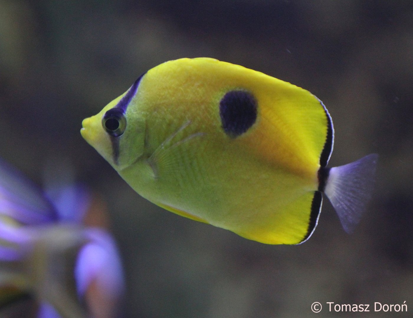 Yellow Teardrop Butterflyfish (Chaetodon interruptus), April 2018