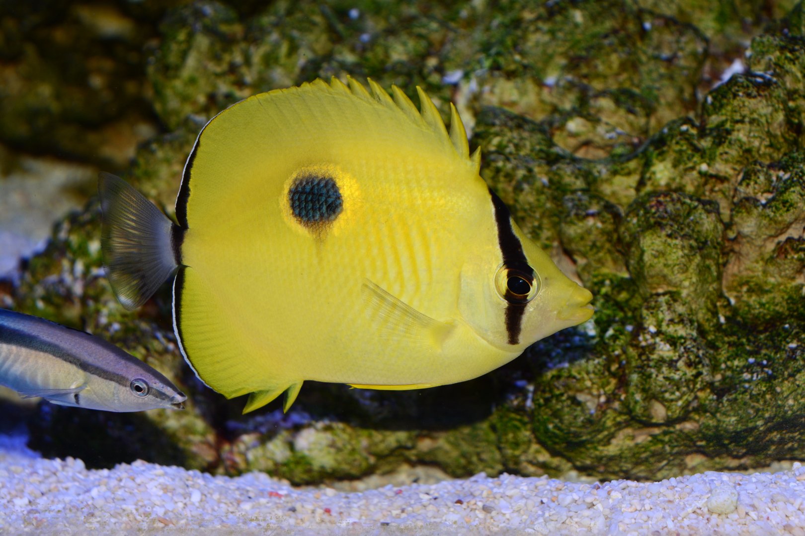 Yellow teardrop butterflyfish (Chaetodon interruptus)