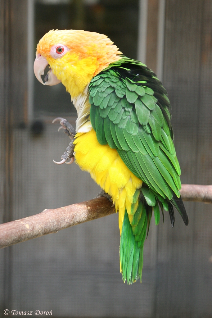 Yellow-thighed Caique (Pionites leucogaster xanthomeria)