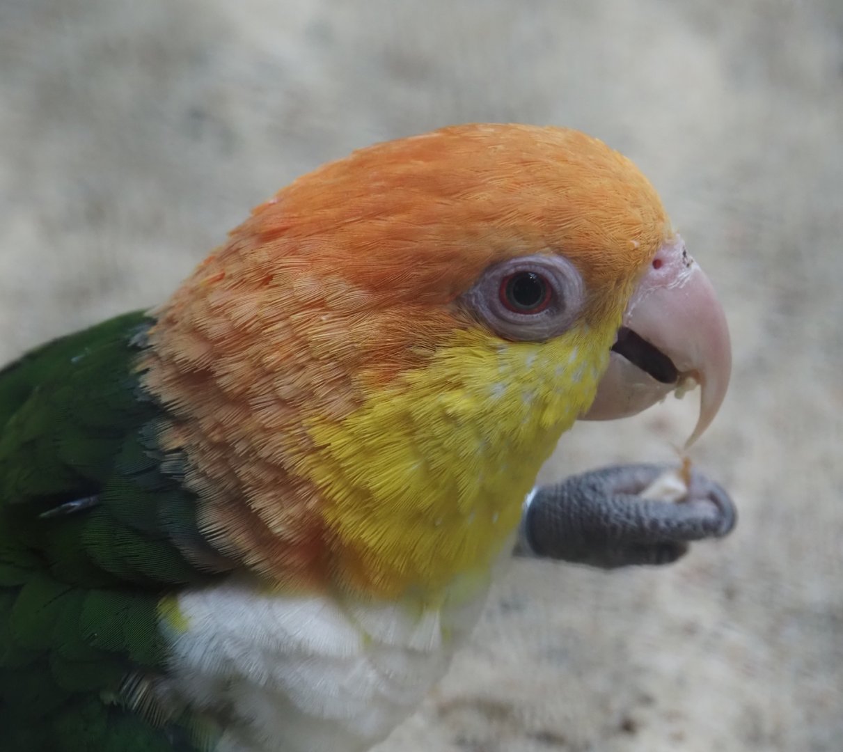 Yellow-thighed caique (Pionites leucogaster xanthomerius), 2024-05-22