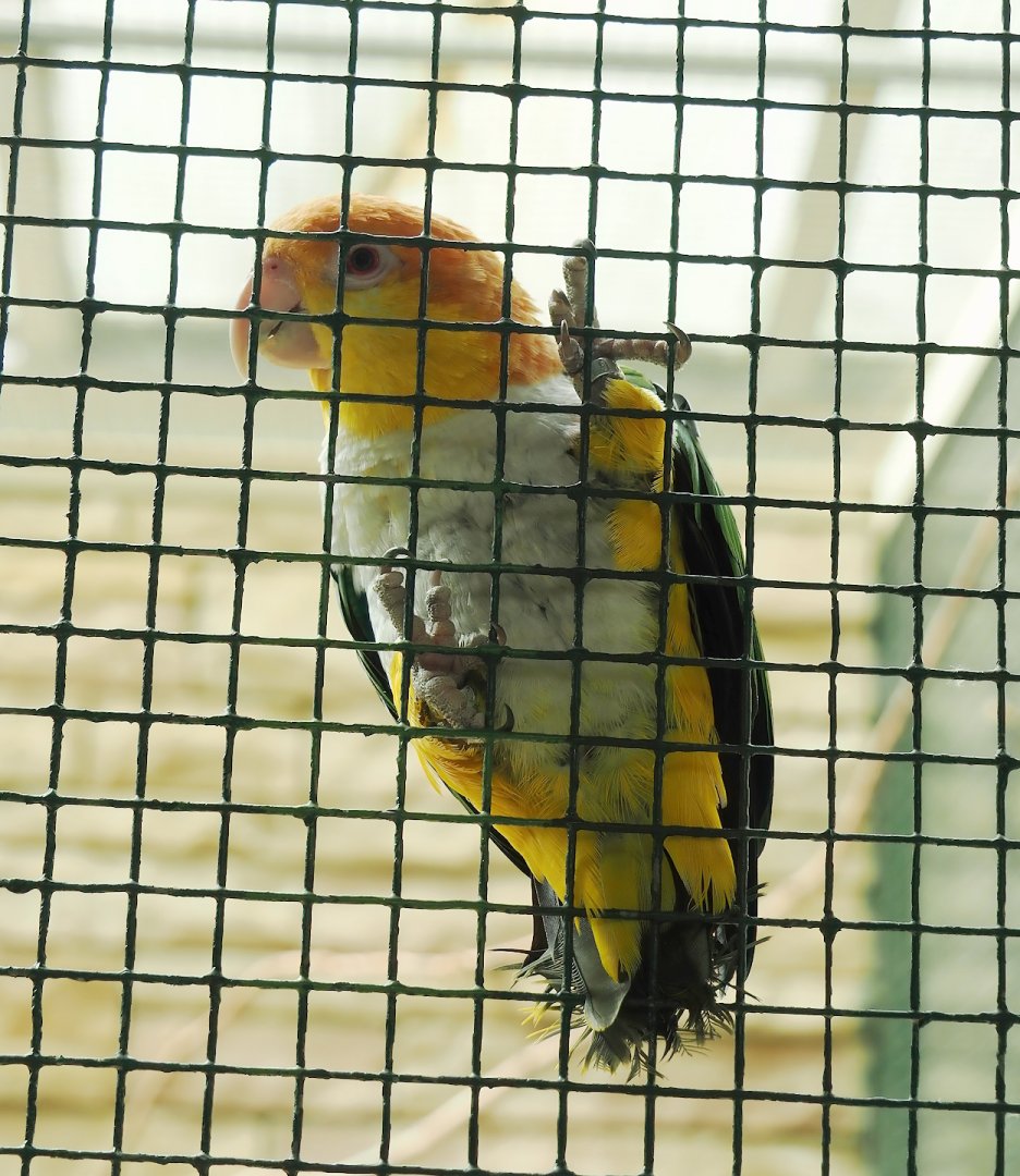 Yellow-thighed caique (Pionites leucogaster xanthomerius), 2024-05-23