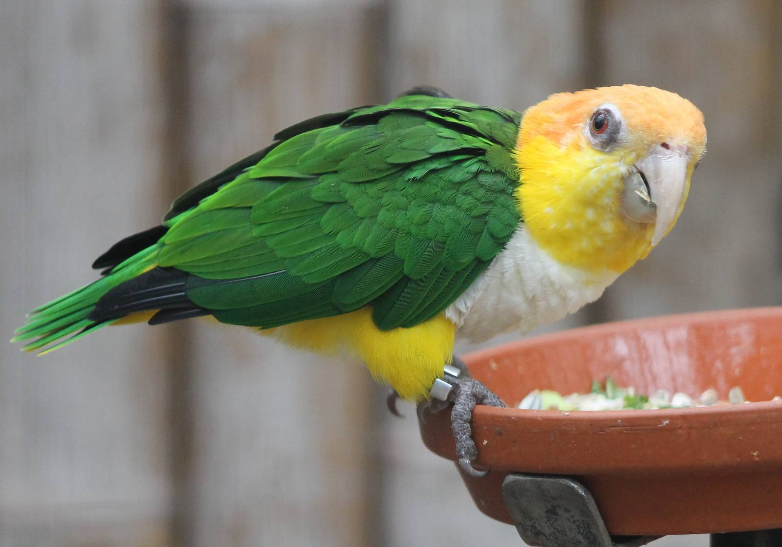 Yellow-thighed caique