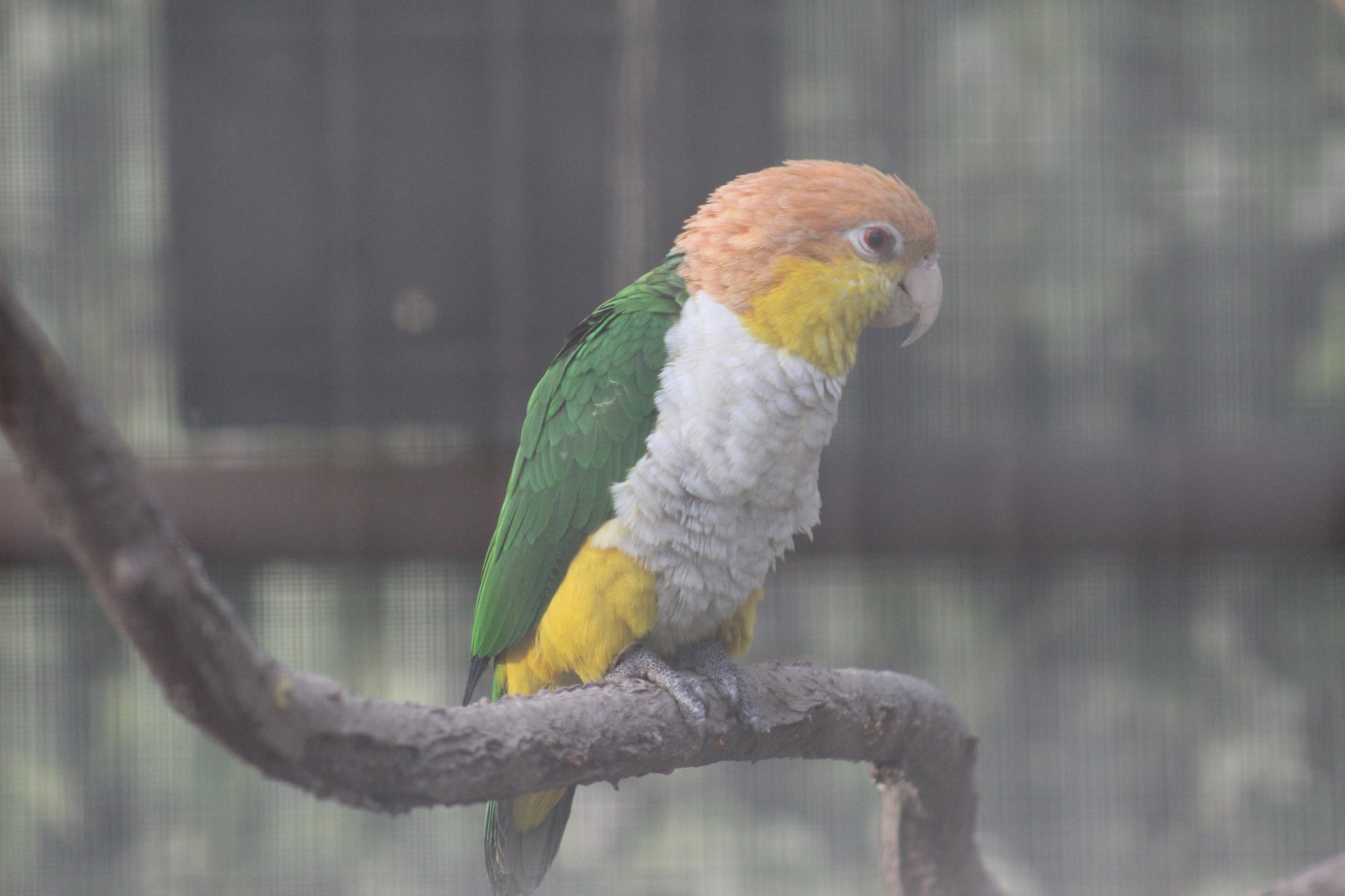 Yellow-Thighed Caique