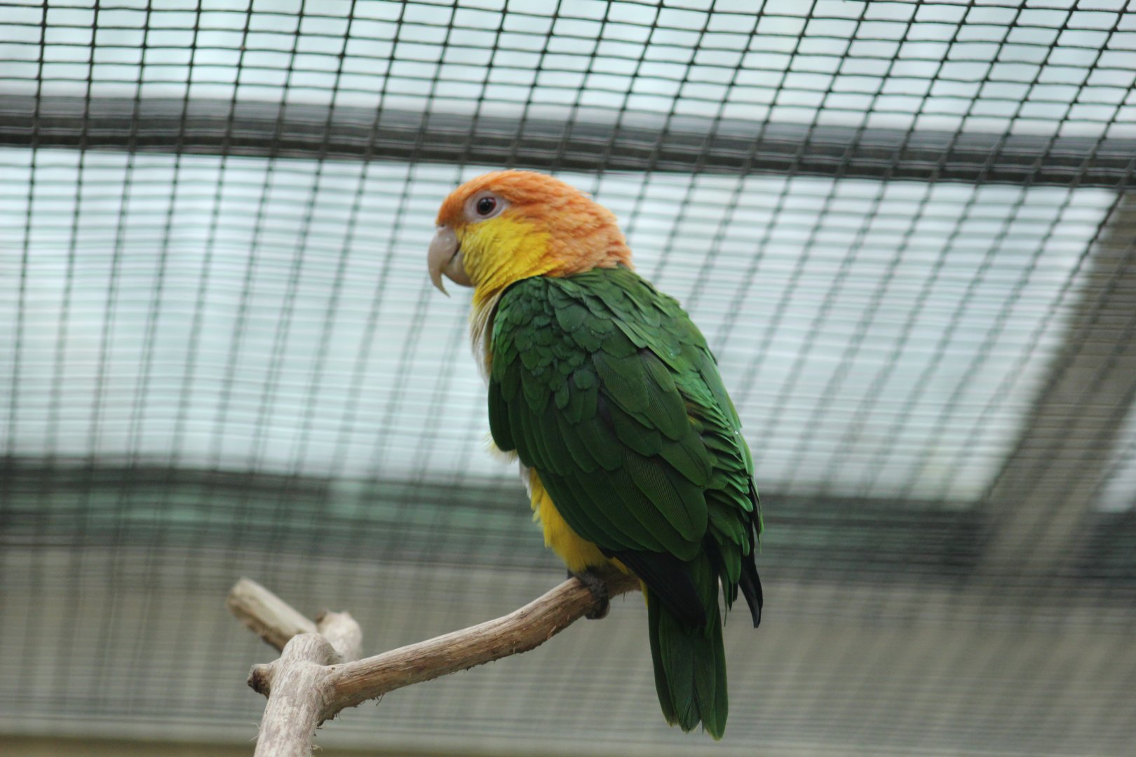 Yellow-Thighed Caique