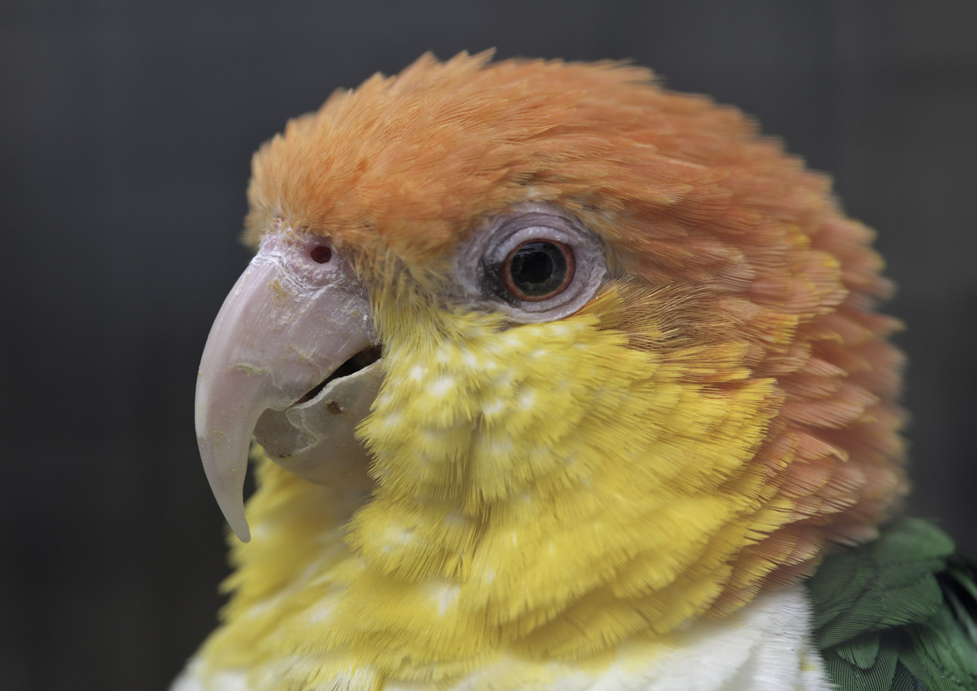 Yellow-thighed caique