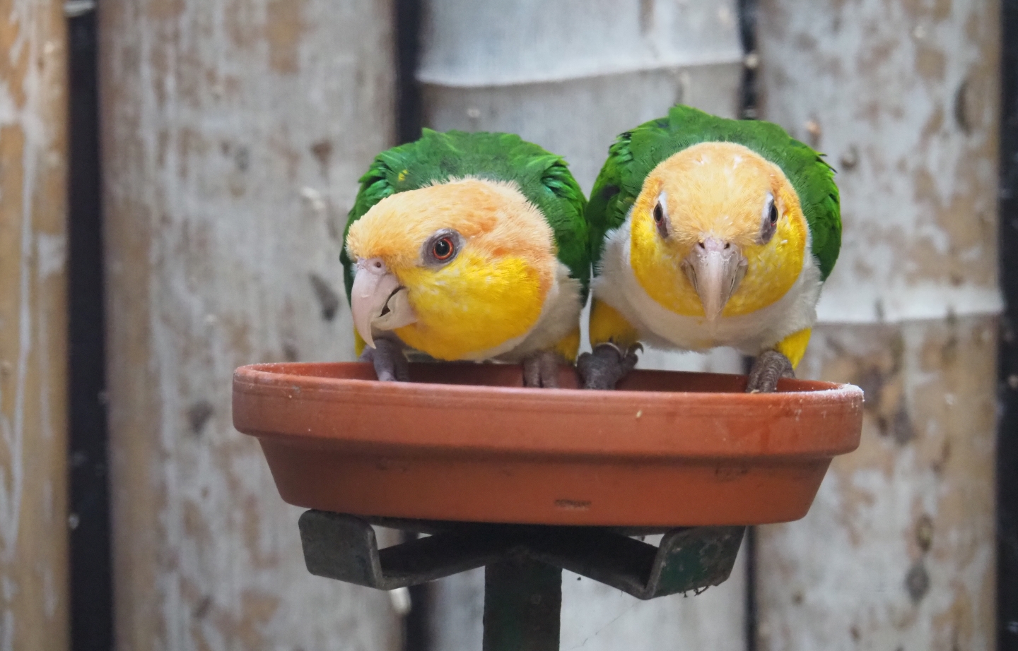 Yellow-thighed caiques (Pionites leucogaster xanthomeria), Sep 2nd, 2018