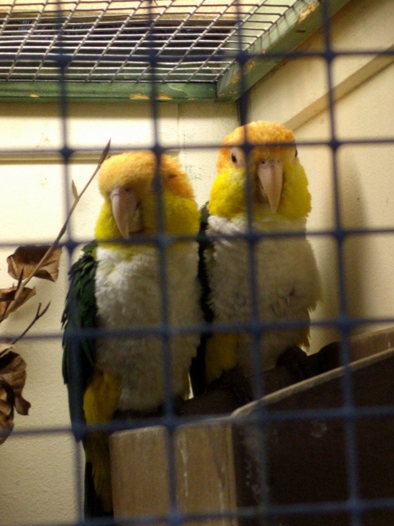 Yellow thighed caiques