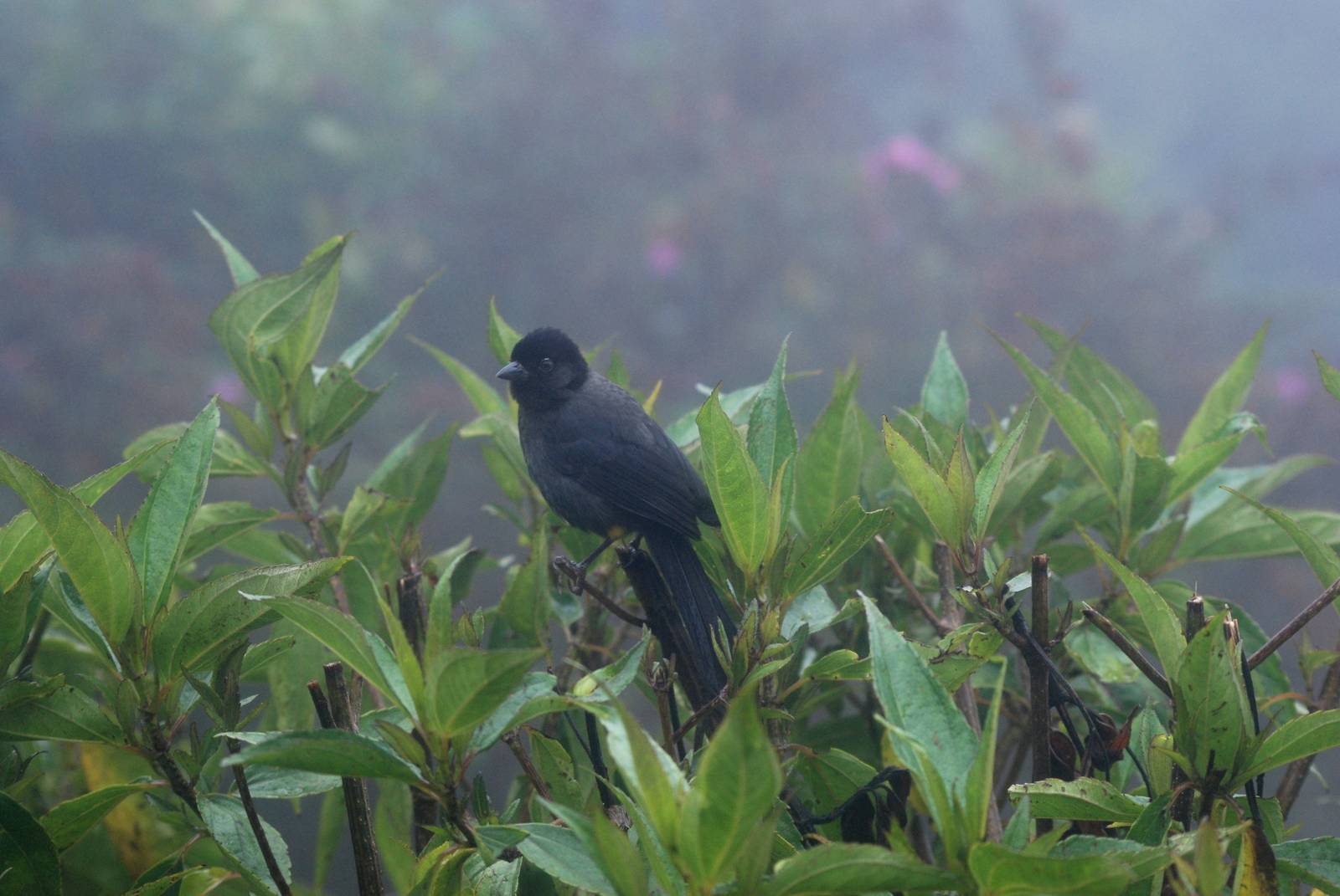 Yellow-thighed Finch, Po?s Volcano, 12/04/14