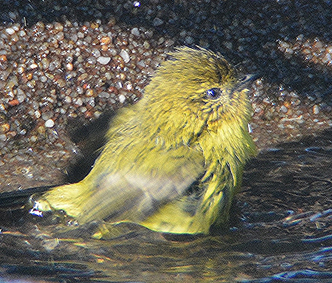 Yellow thornbill bathing