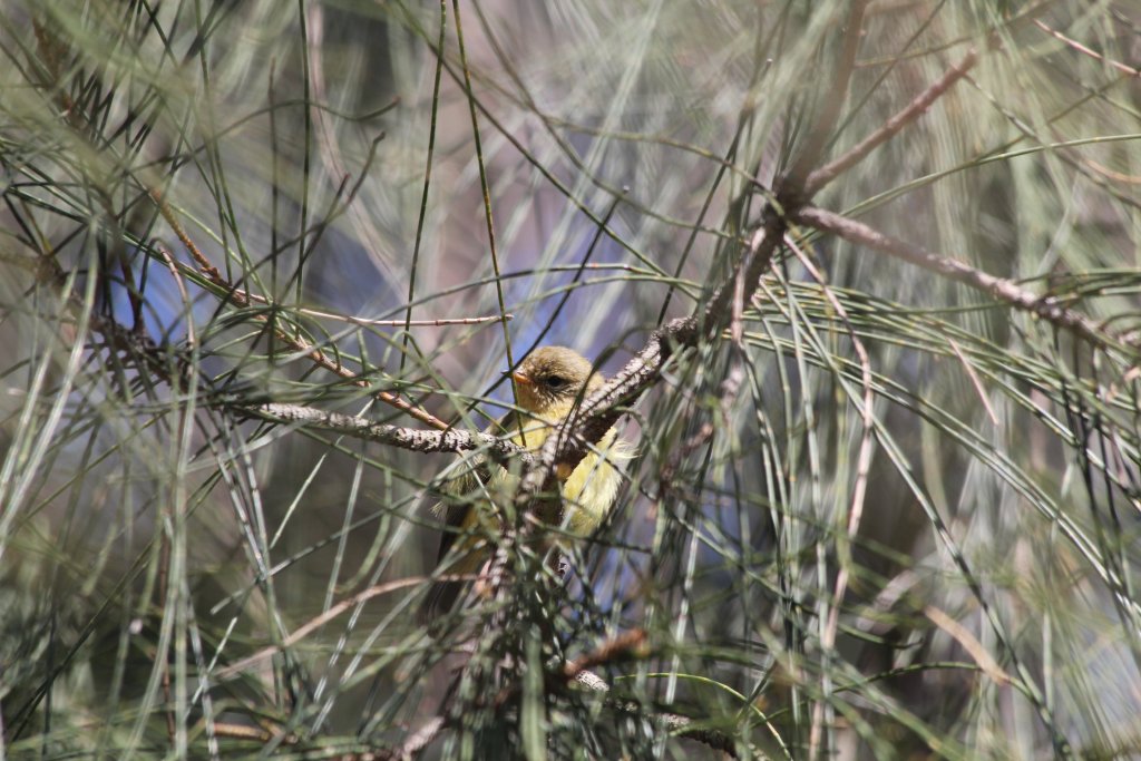 Yellow Thornbill