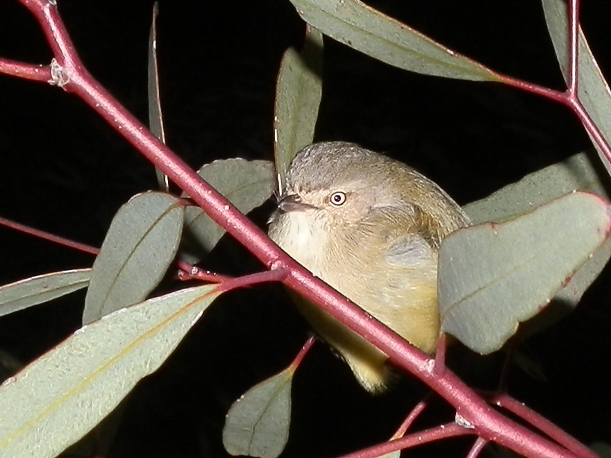 Yellow Thornbill