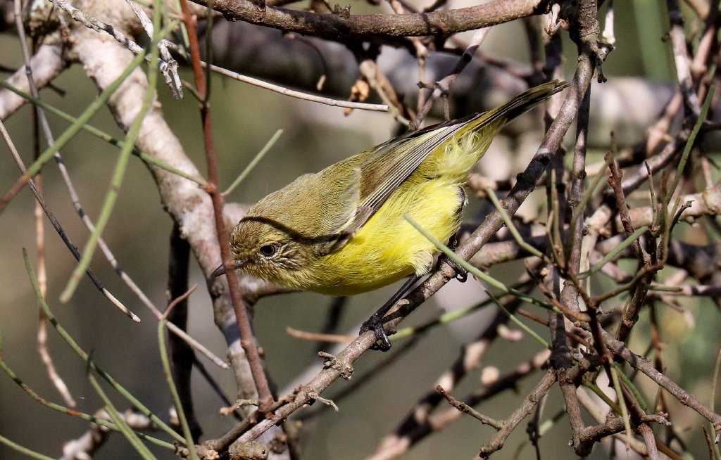 Yellow Thornbill