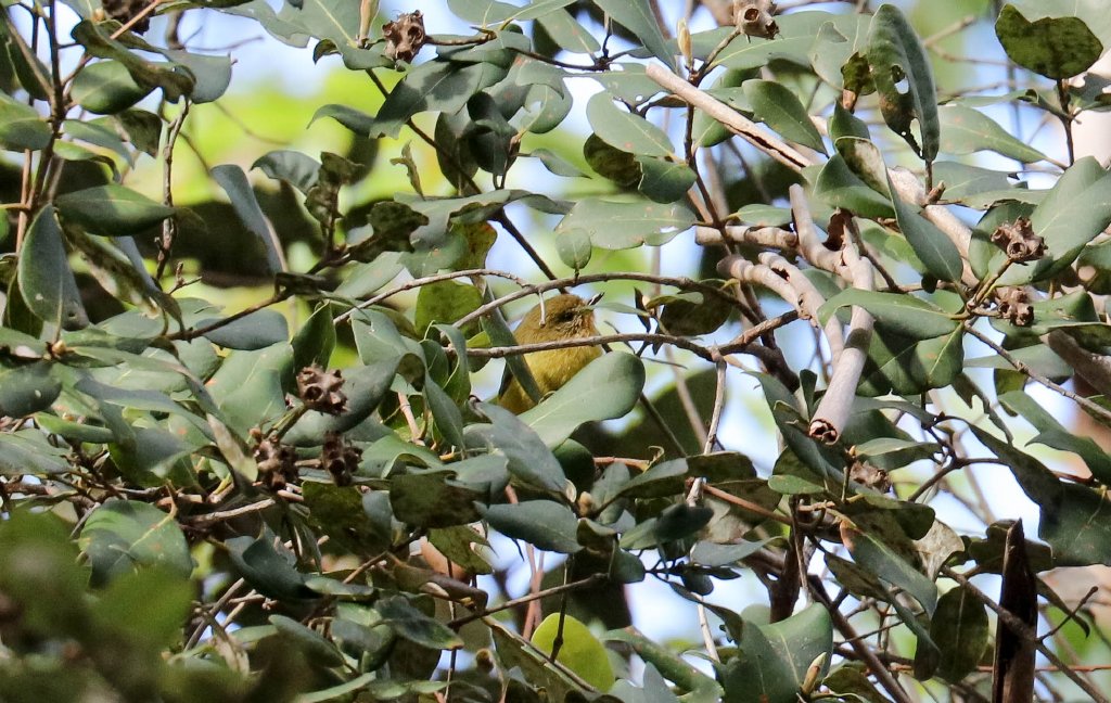 Yellow Thornbill