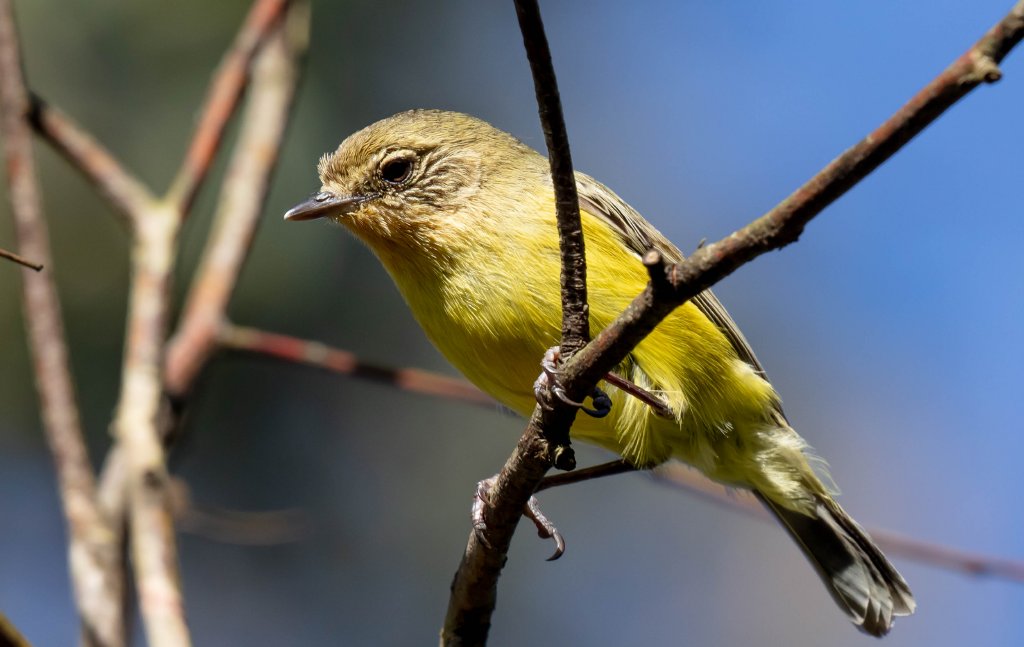 Yellow Thornbill