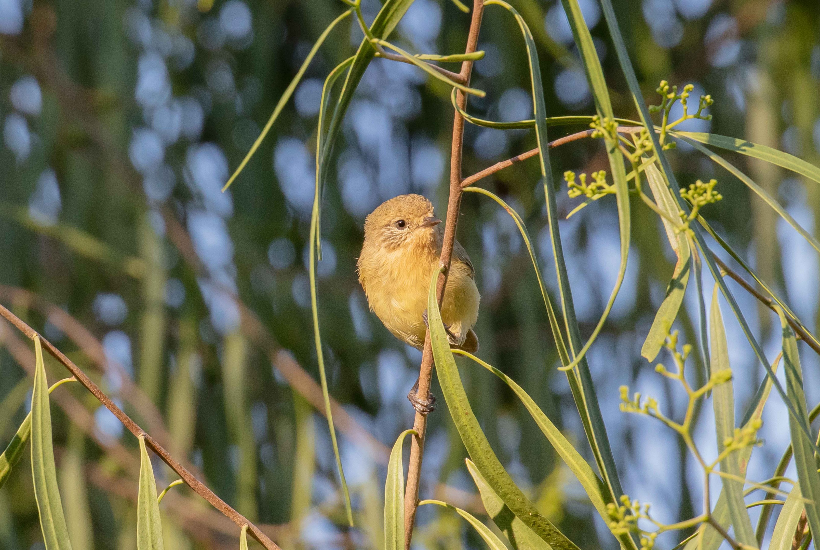 Yellow Thornbill