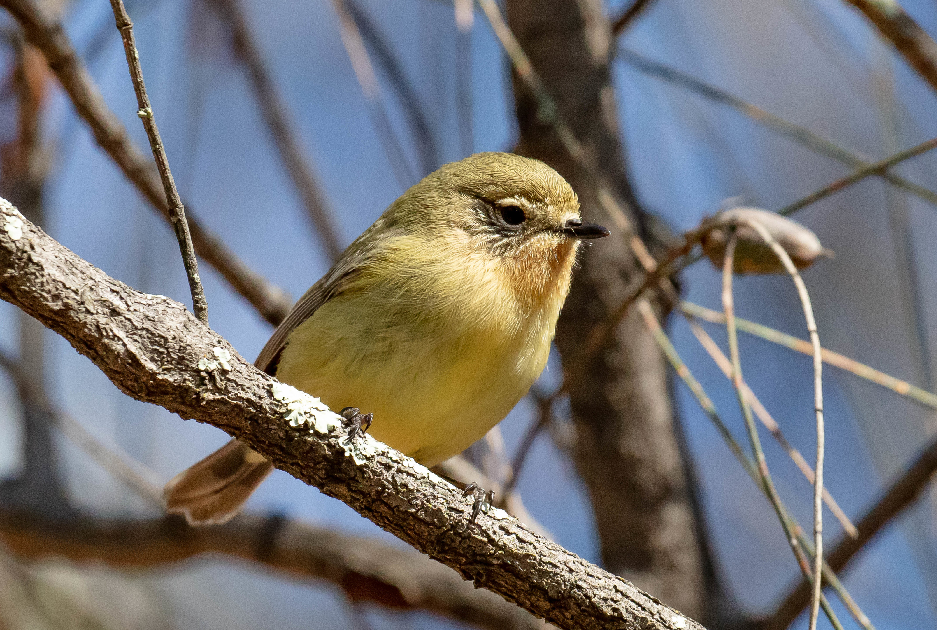 Yellow Thornbill