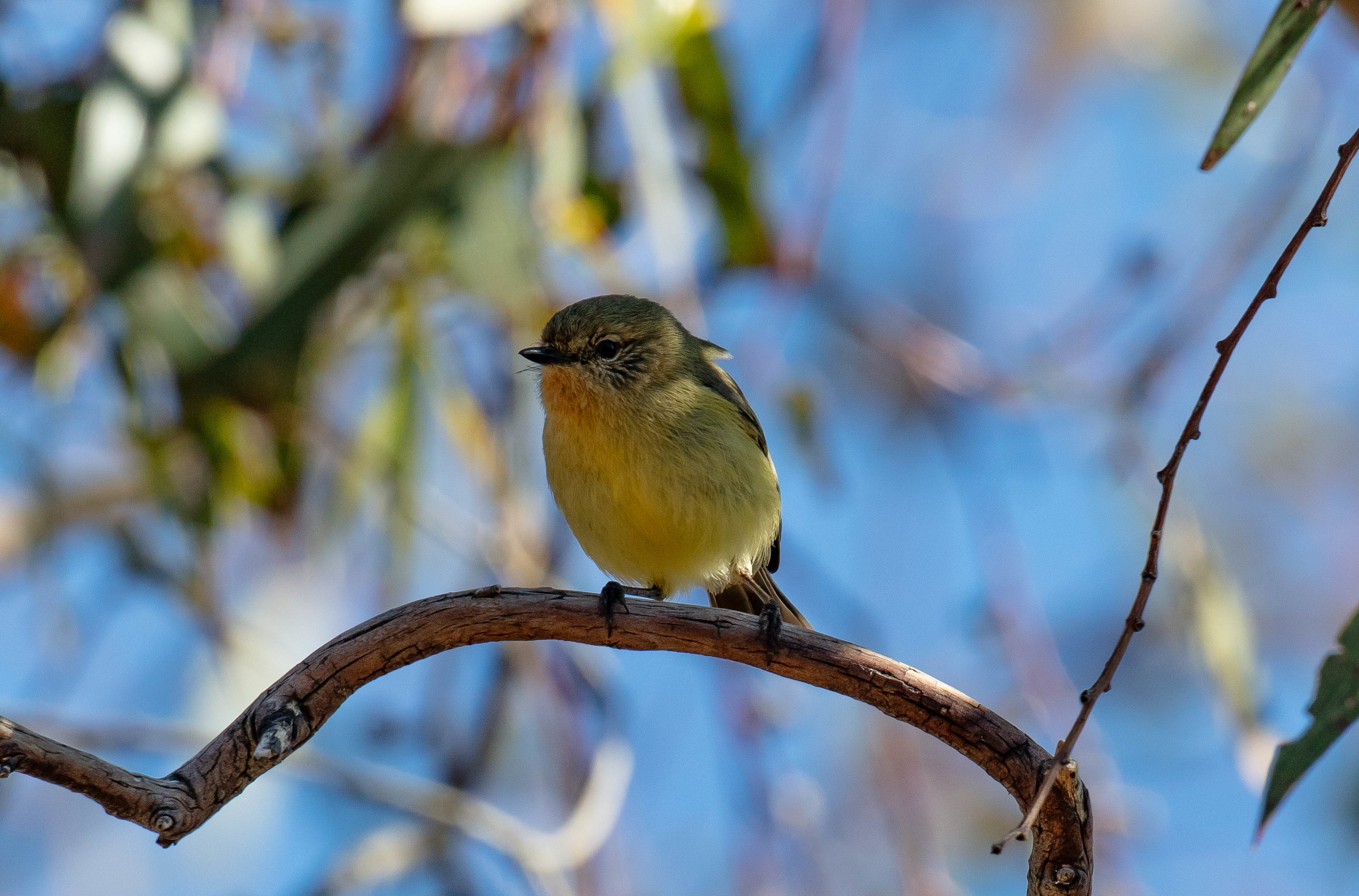 Yellow Thornbill