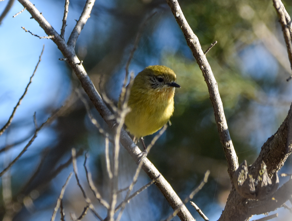 Yellow Thornbill