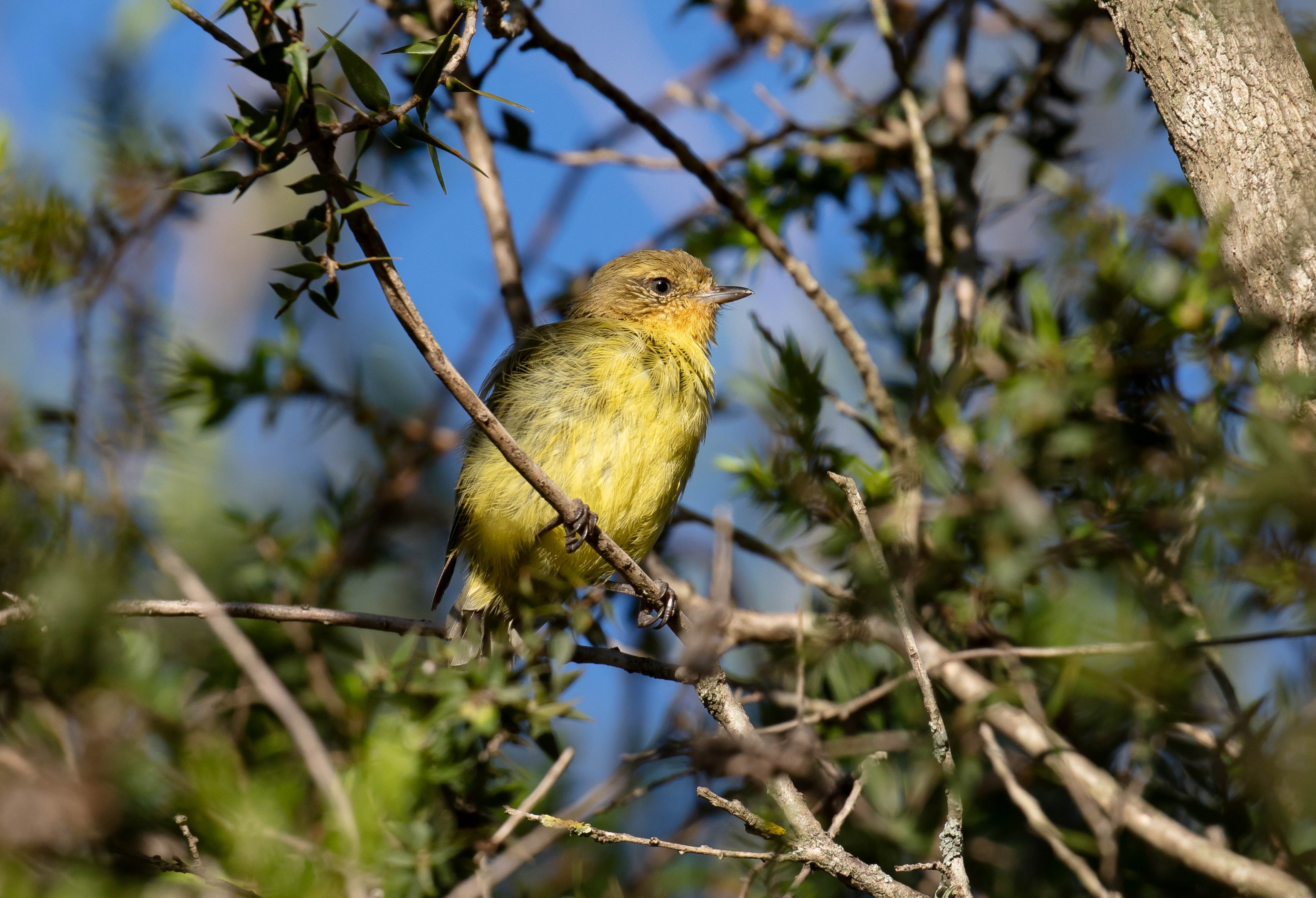 Yellow Thornbill