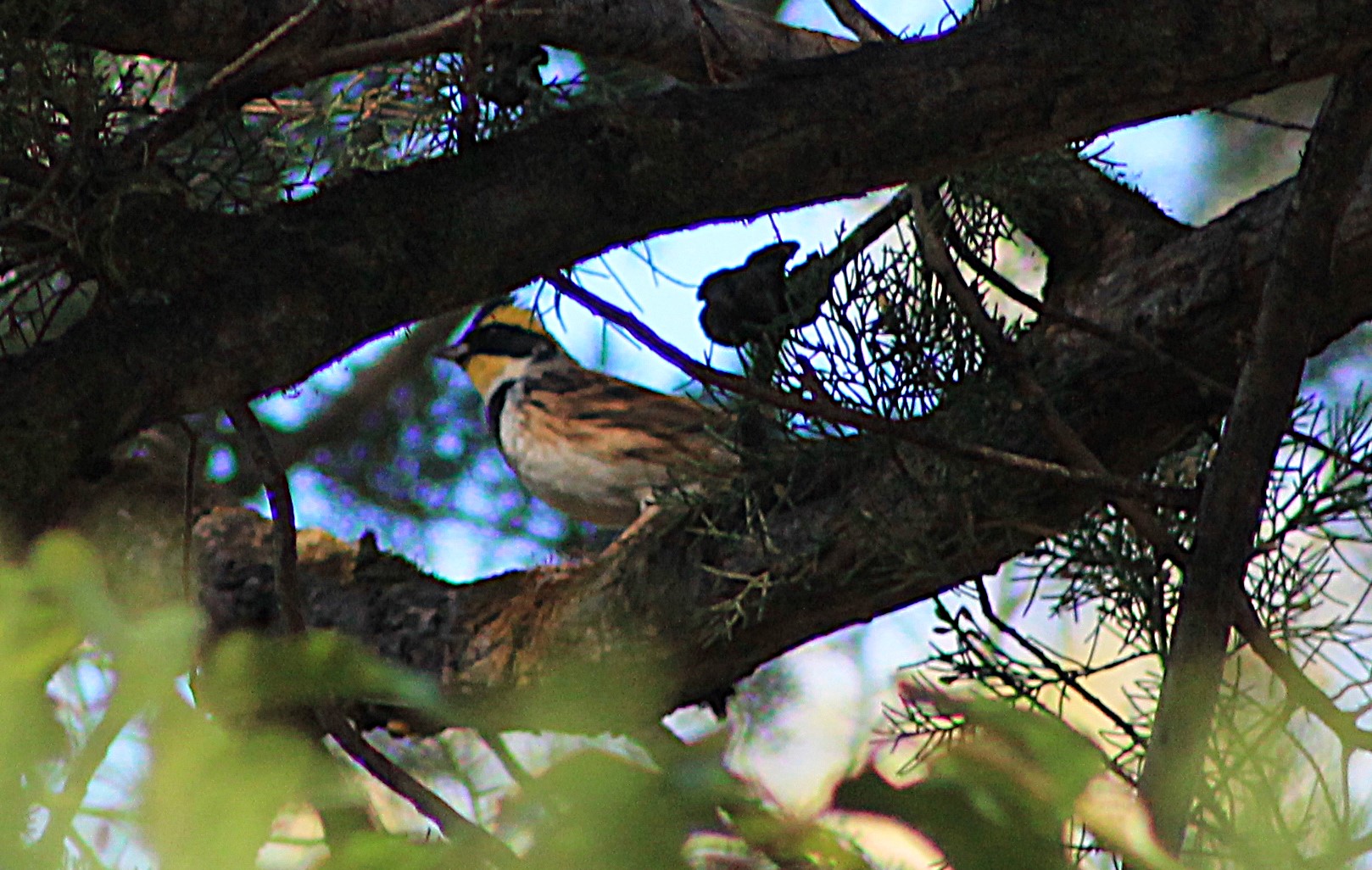 Yellow-throated Bunting (Emberiza elegans)
