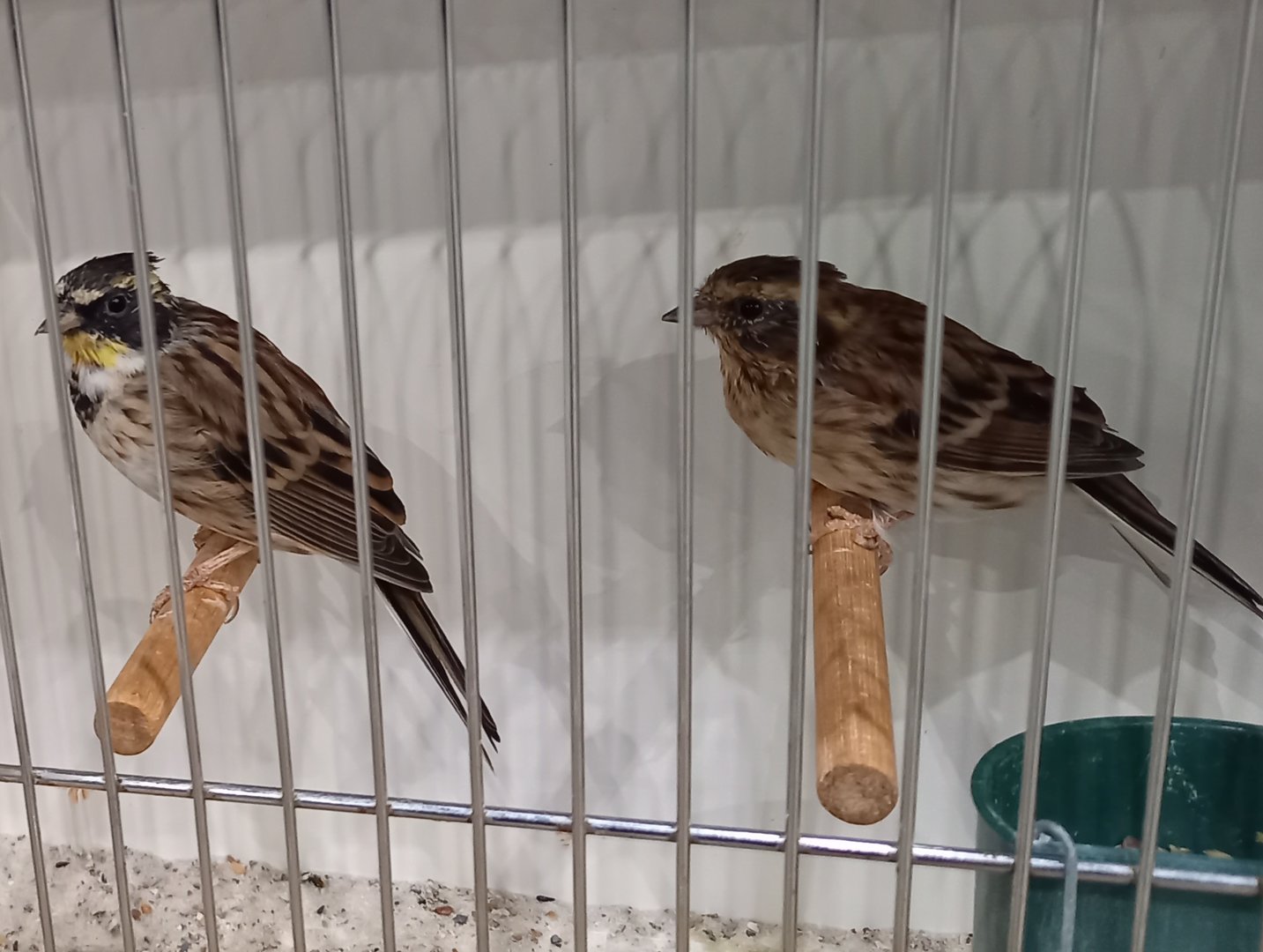 Yellow-throated bunting-pair - Emberiza elegans