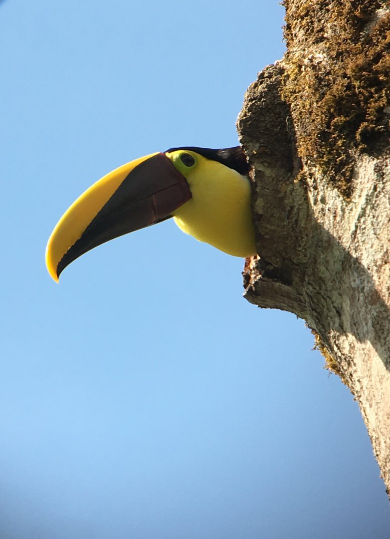 Yellow throated/ Chesnut-mandibled Toucan - Mar 2019
