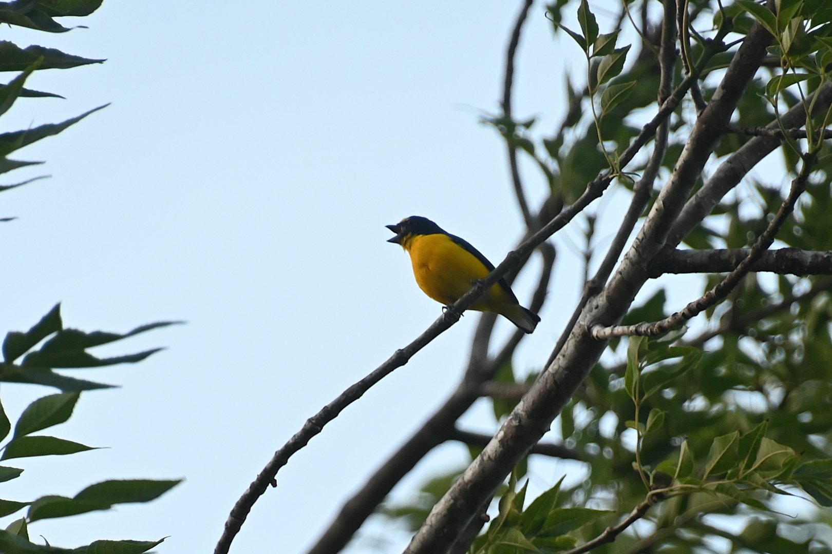Yellow-throated euphonia (Euphonia hirundinacea)