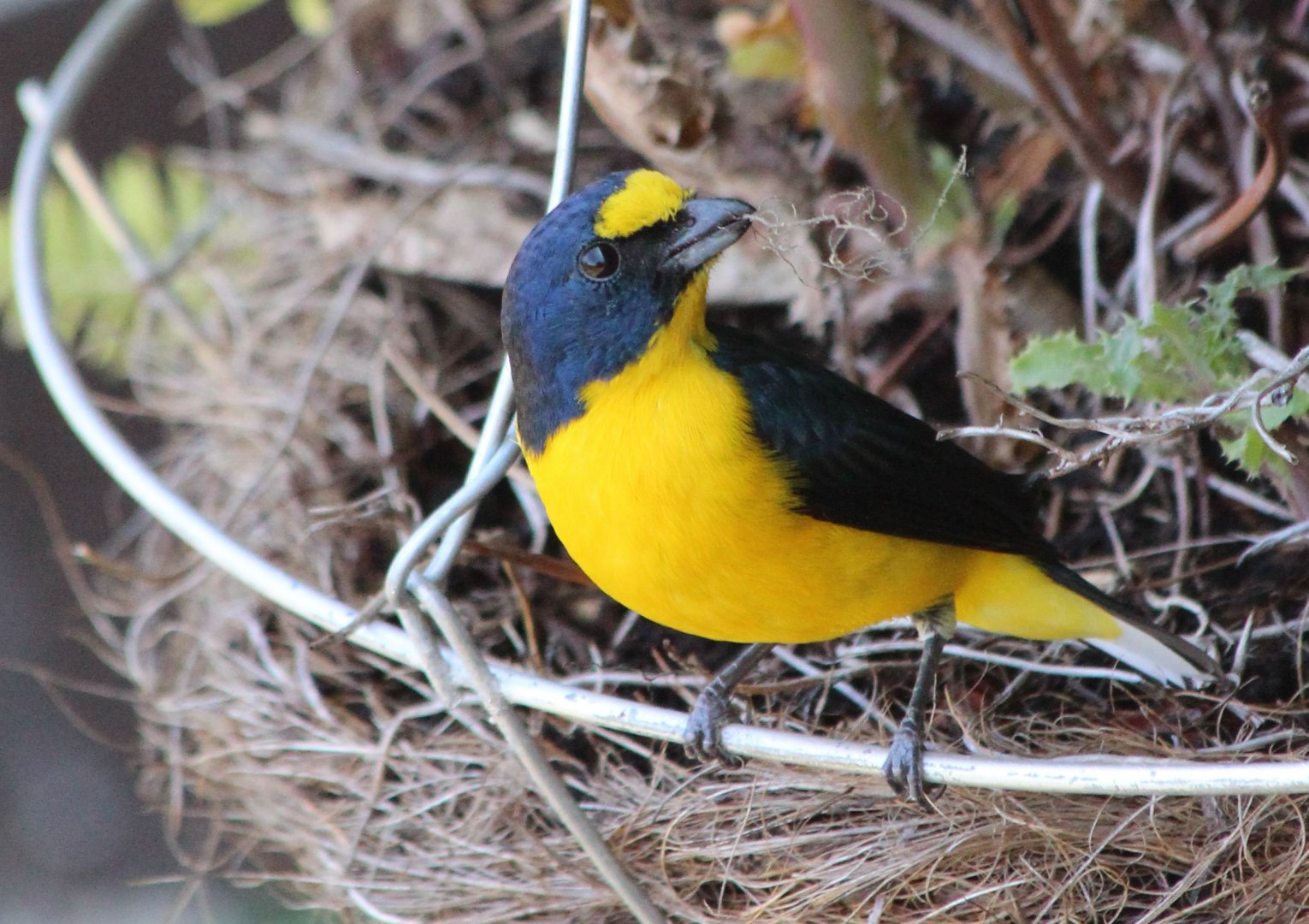 Yellow-throated Euphonia - Mar 2019