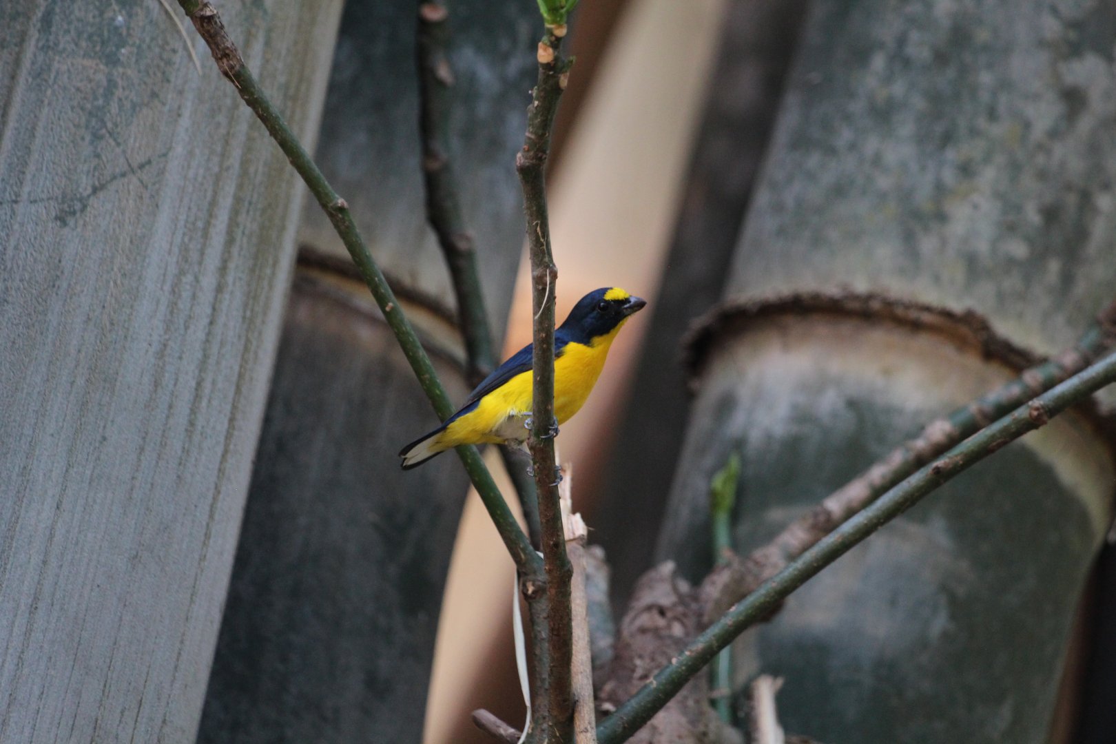 Yellow-throated Euphonia (Wild)
