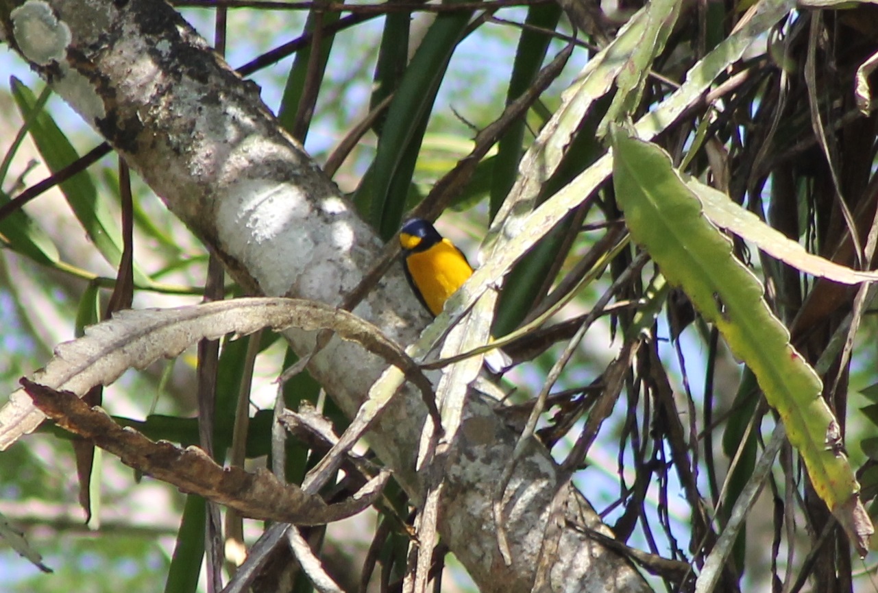 Yellow-throated euphonia