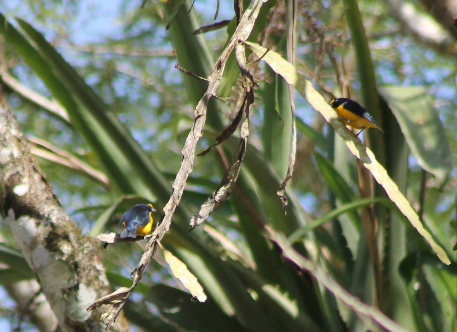 Yellow-throated euphonia's