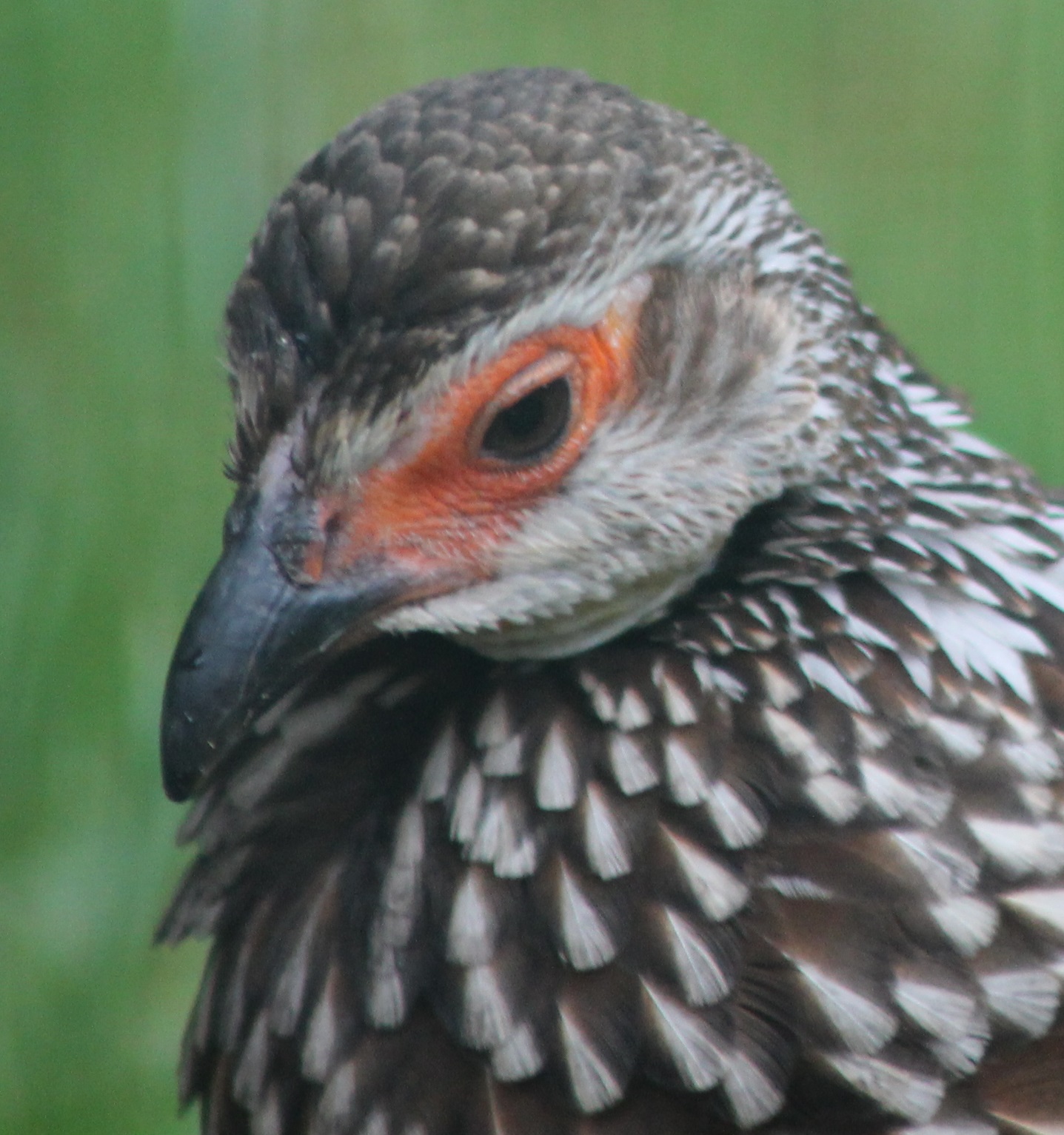 Yellow-throated francolin