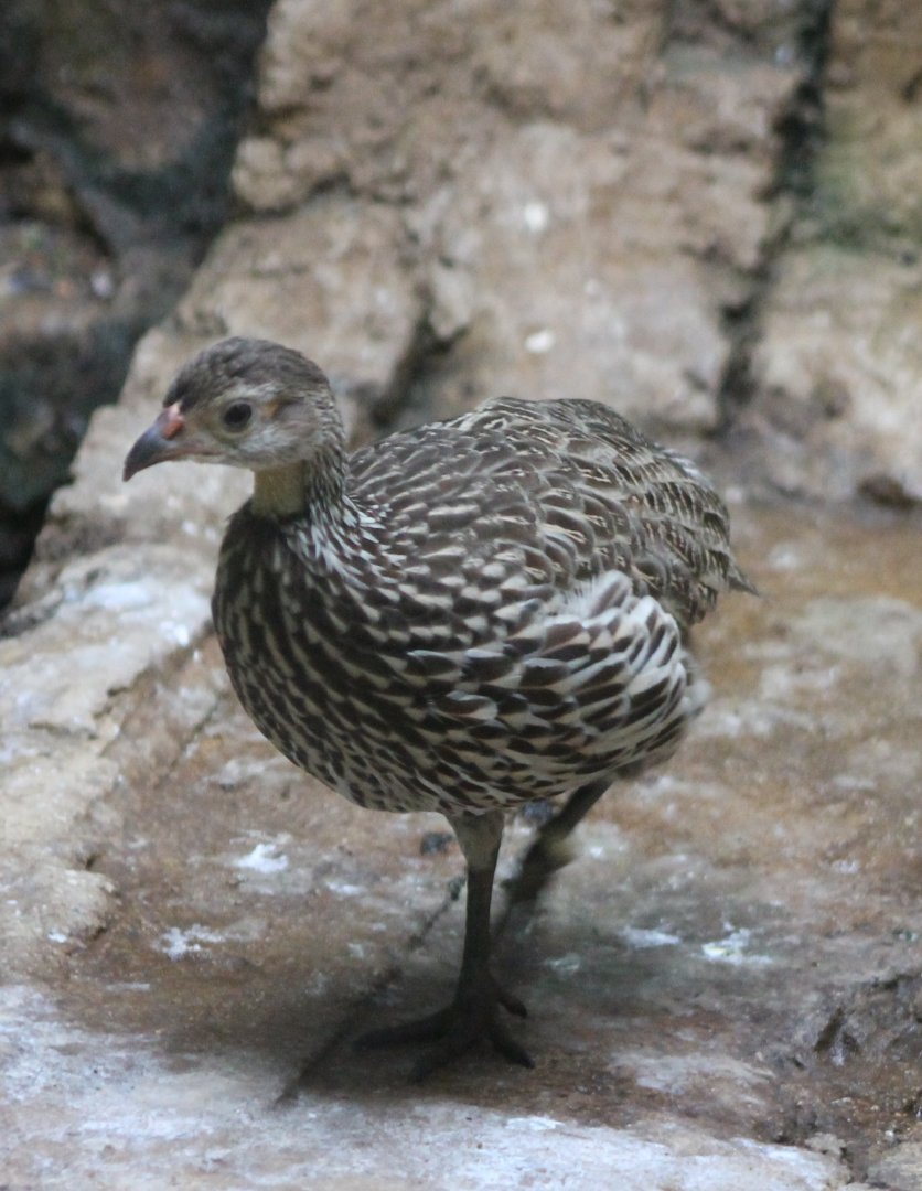 Yellow-throated francolin