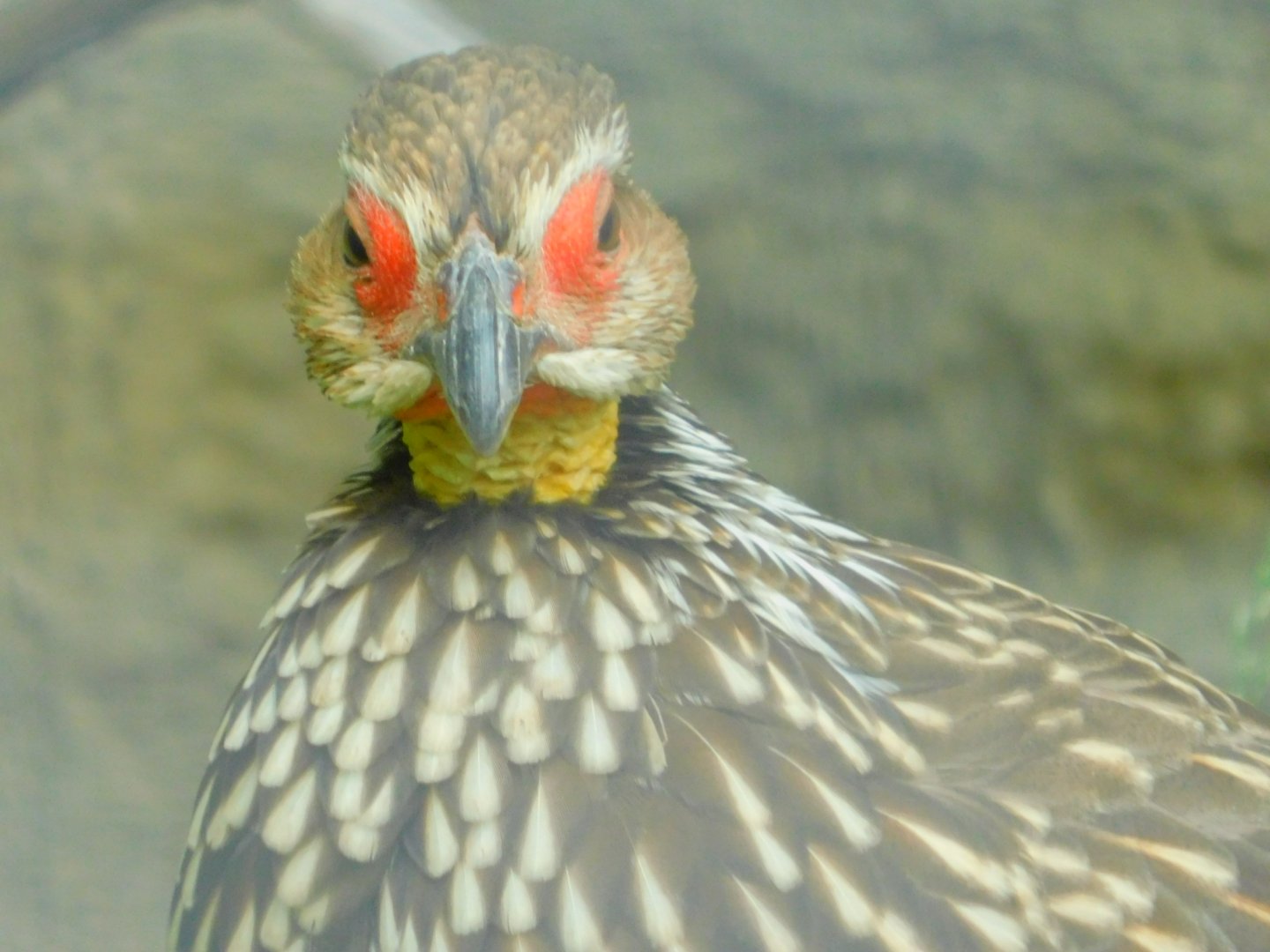 Yellow-throated francolin