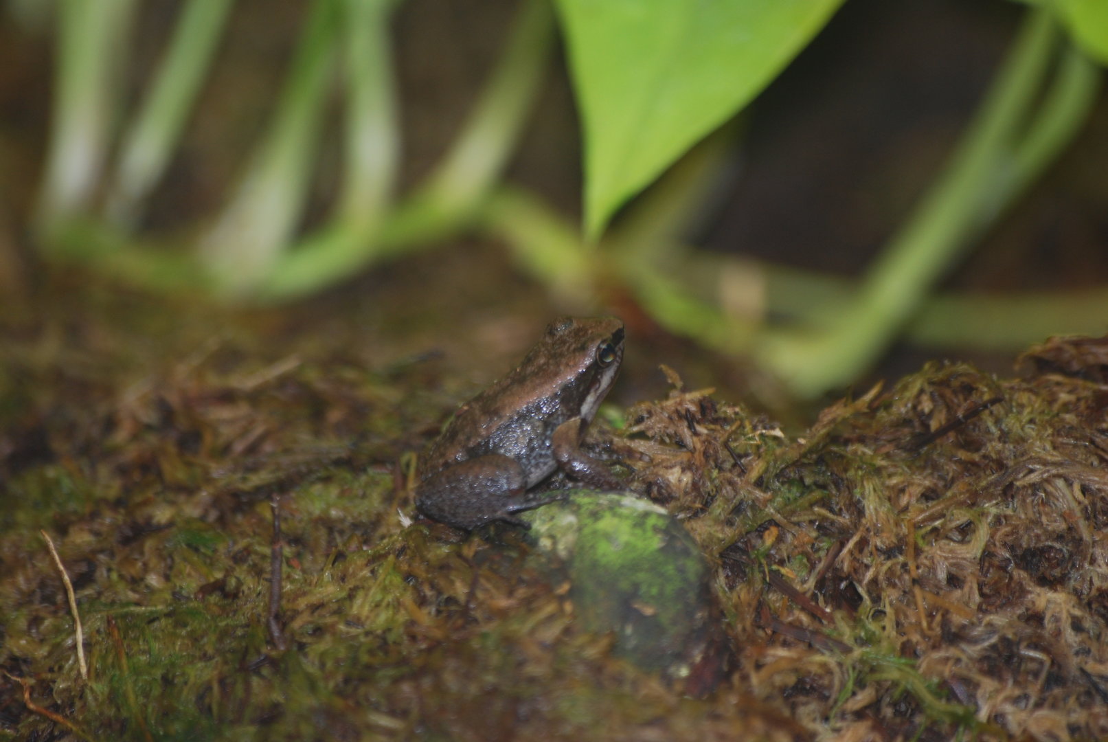 Yellow-throated frog