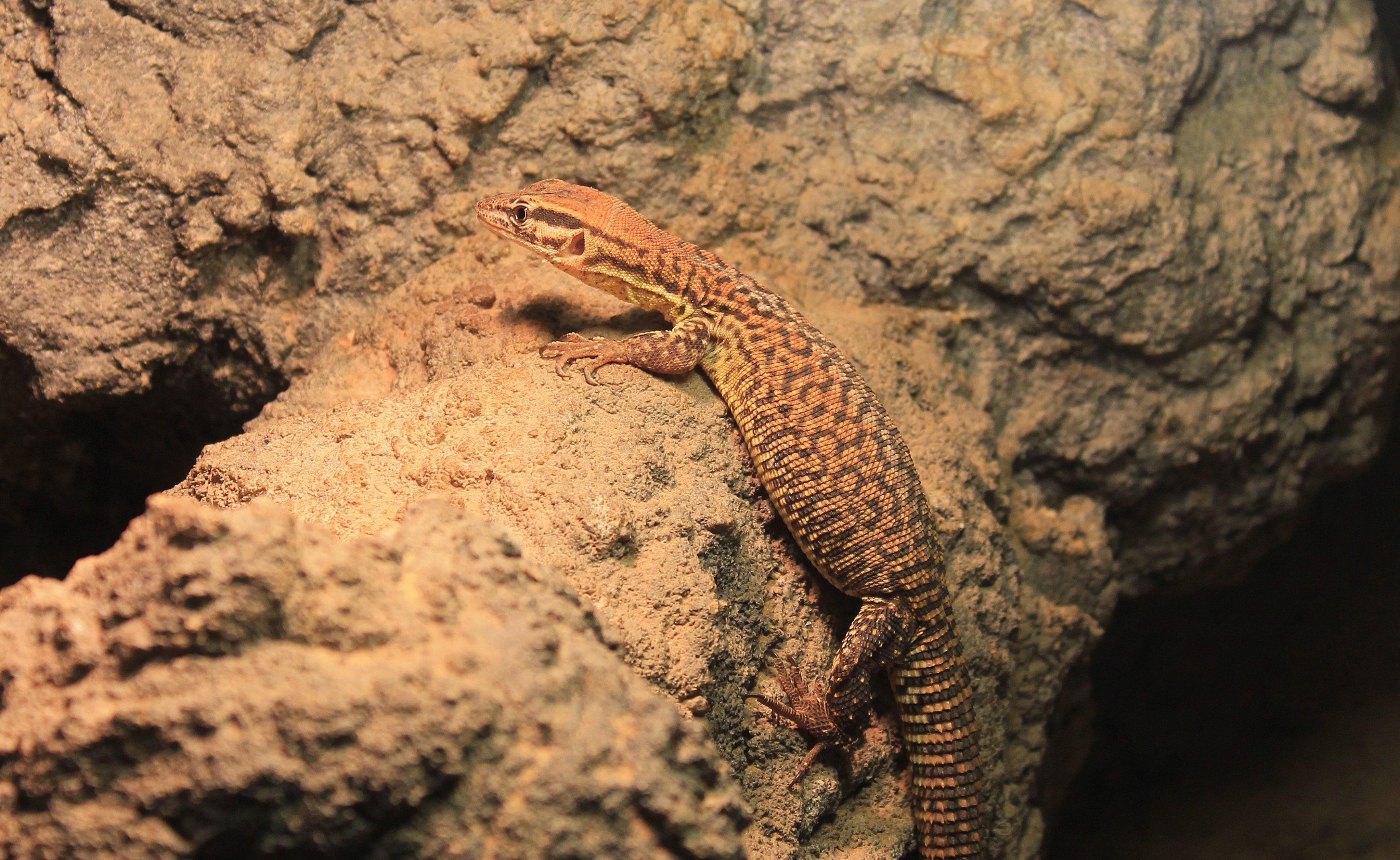 Yellow-throated Goanna (Varanus baritjii)