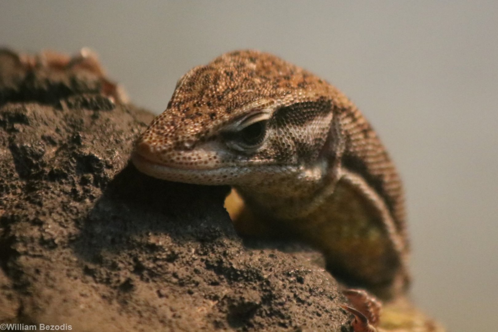 Yellow-throated Goanna