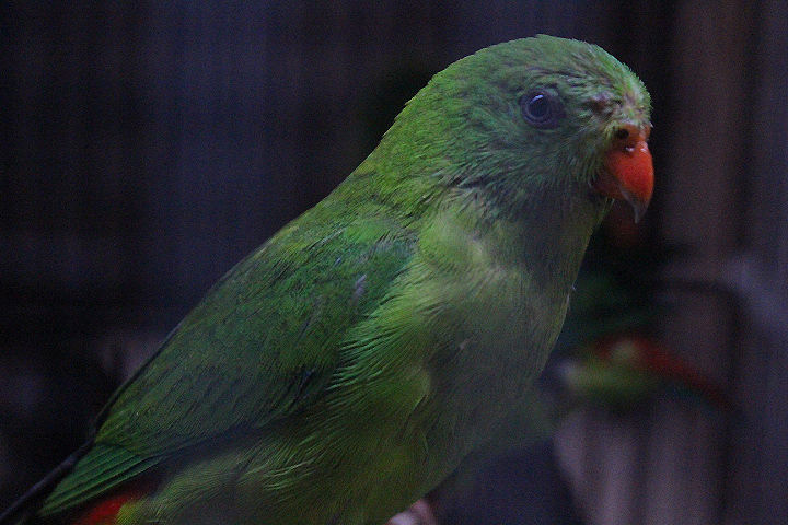 Yellow-throated hanging parrot (Loriculus pusillus)
