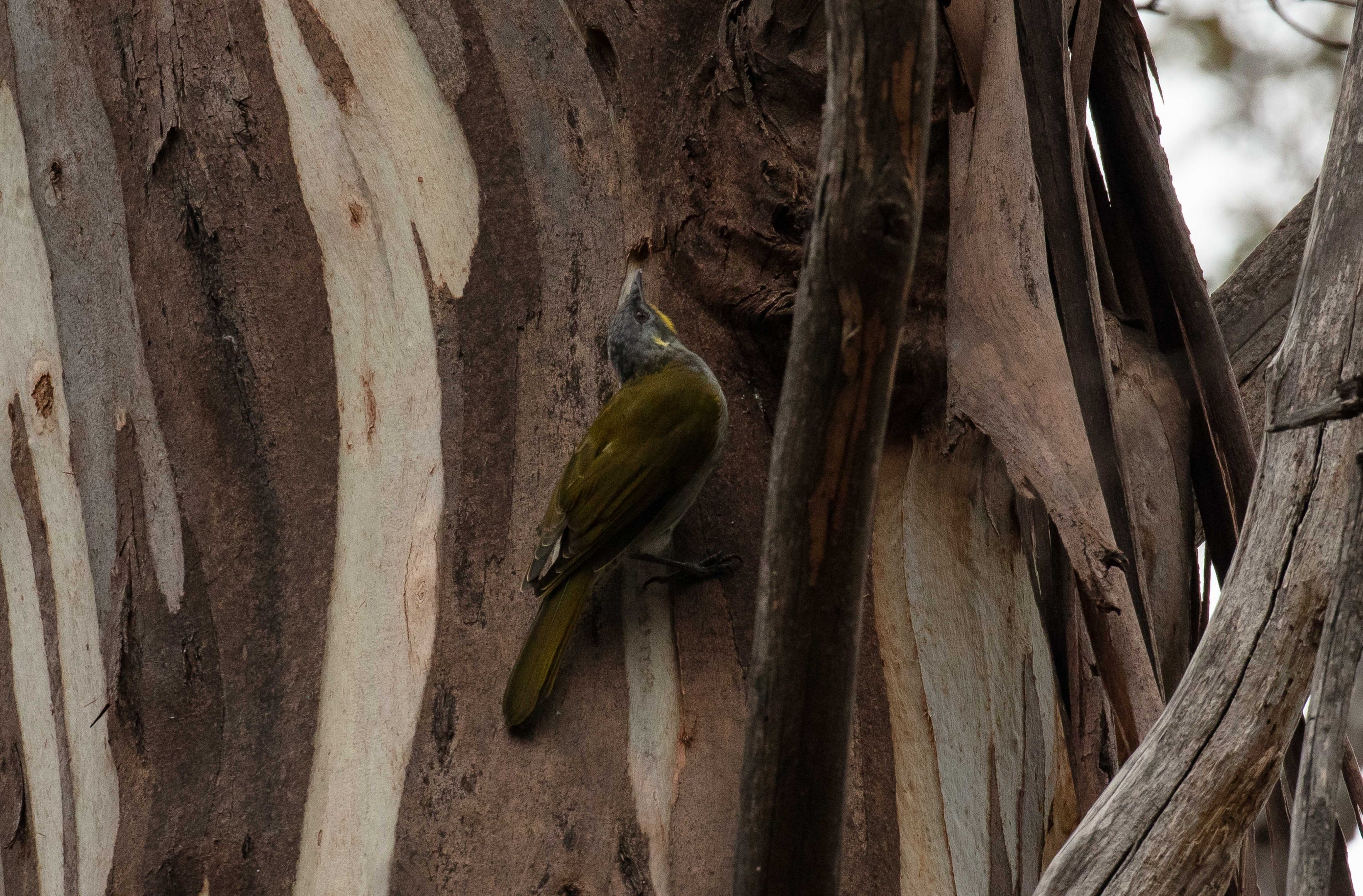 Yellow-throated Honeyeater