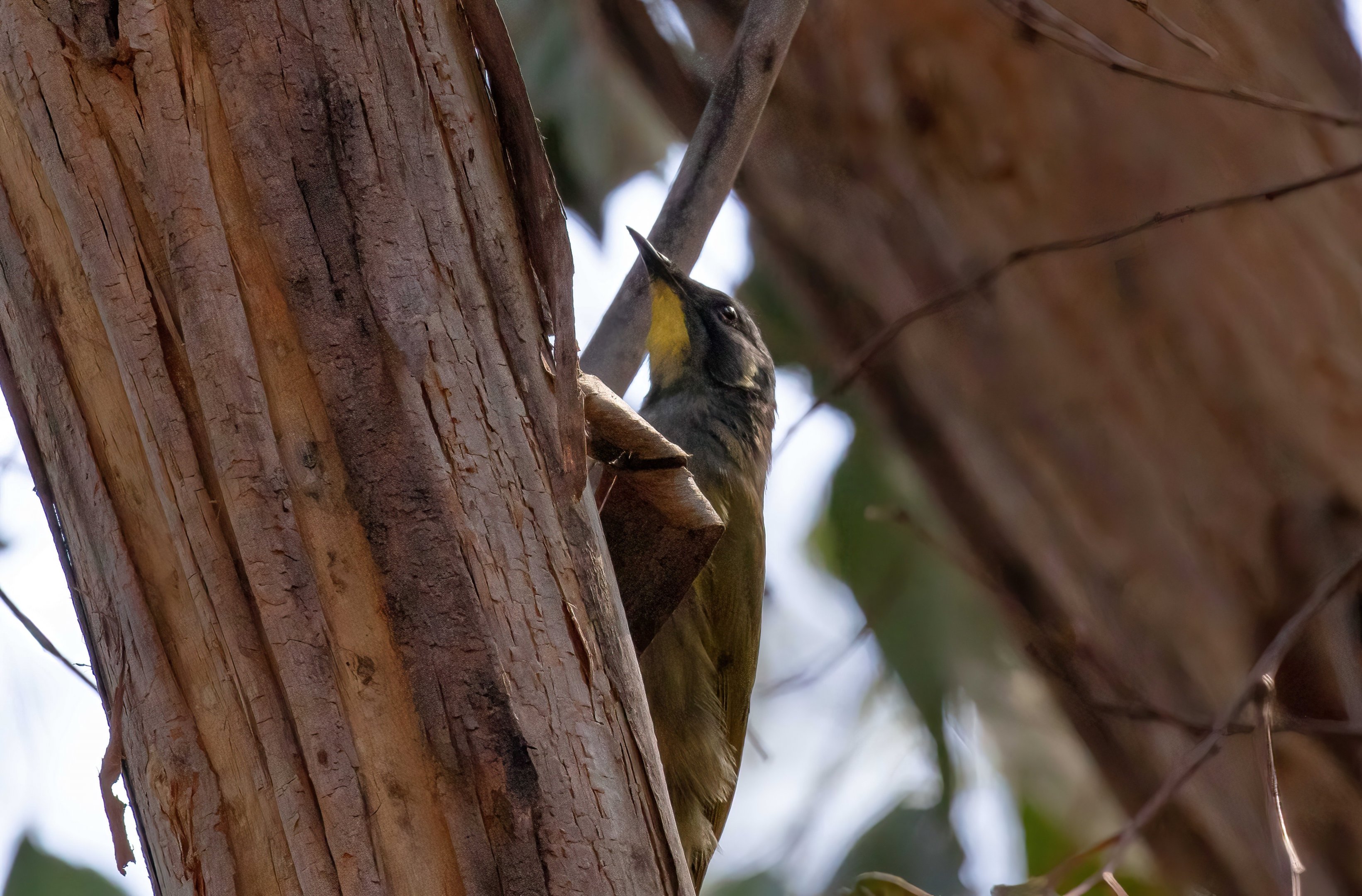 Yellow-throated Honeyeater