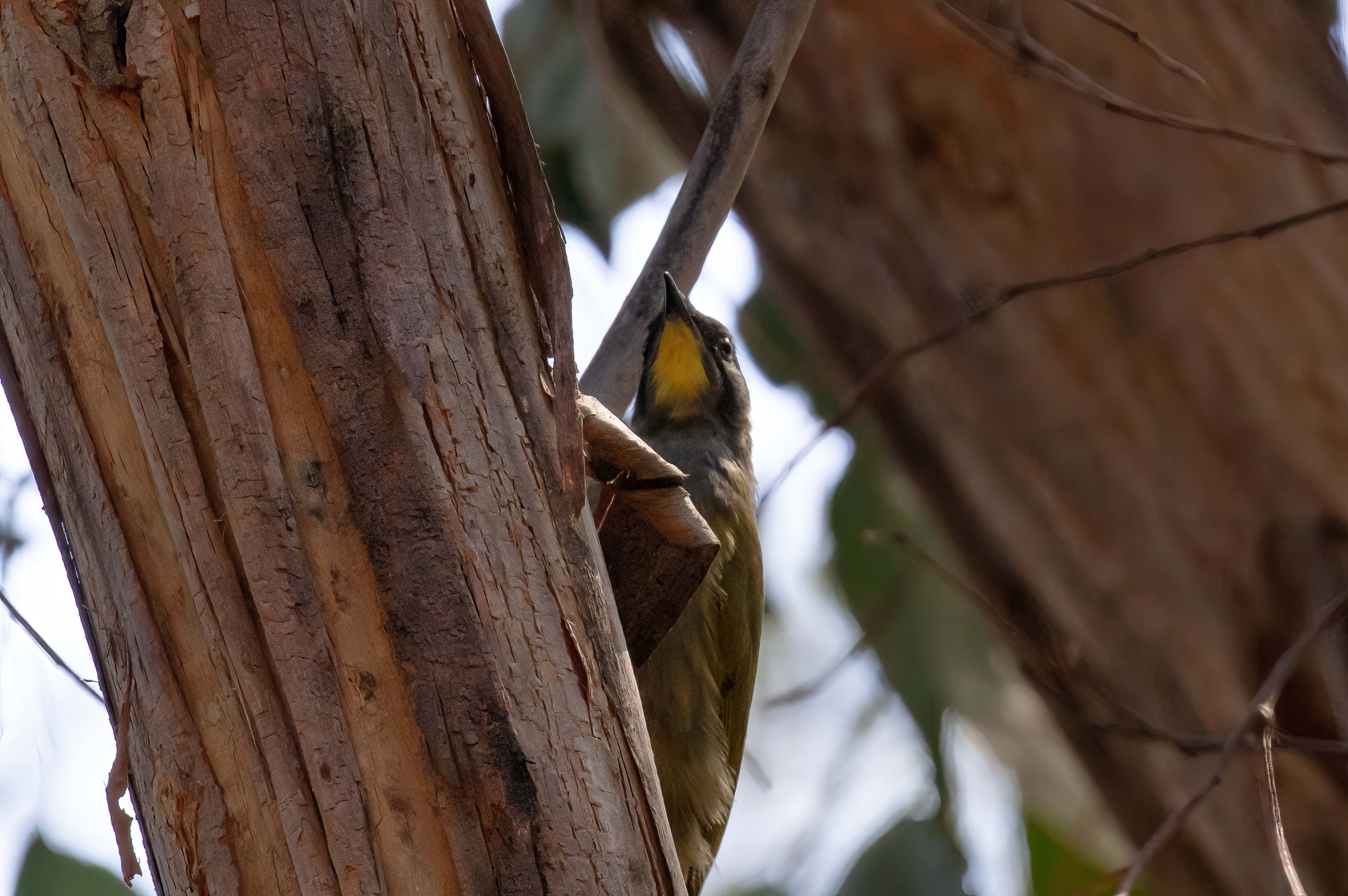 Yellow-throated Honeyeater