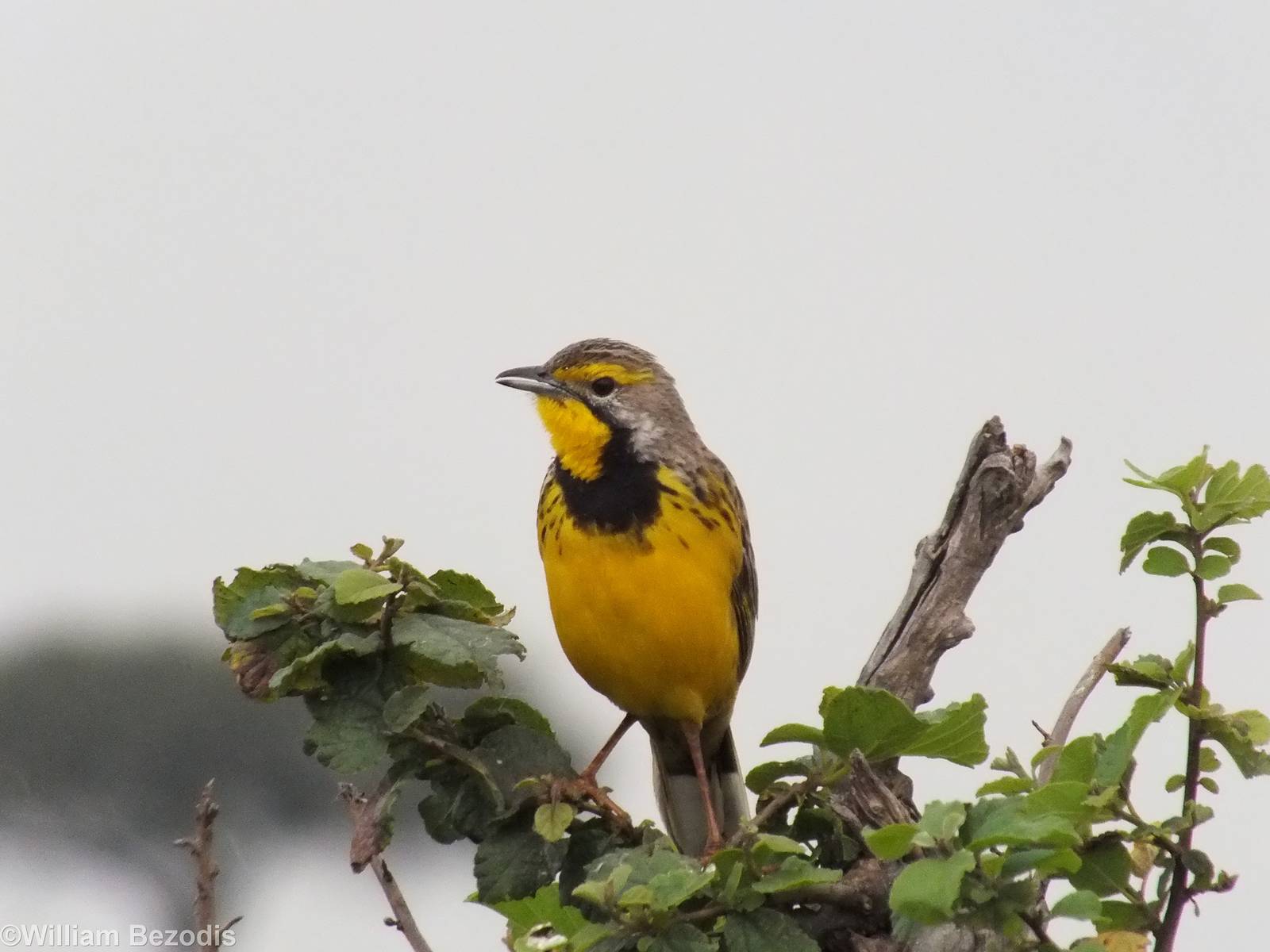 Yellow-throated Longclaw - Maasai Mara