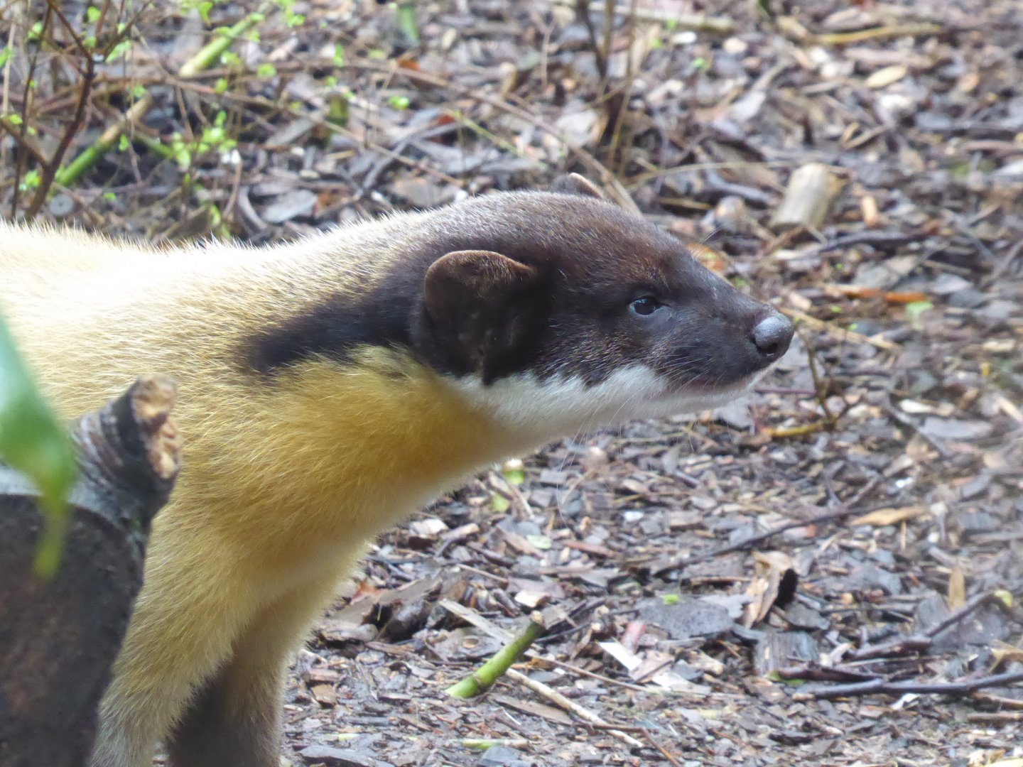 Yellow-throated marten 040319