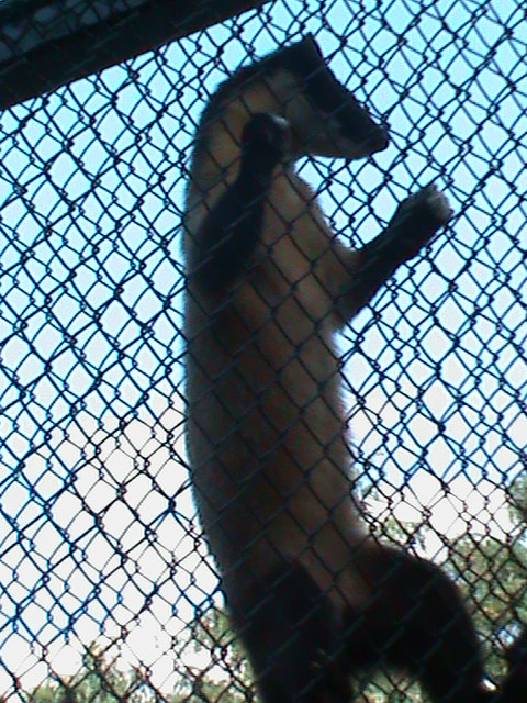 yellow-throated marten 050910