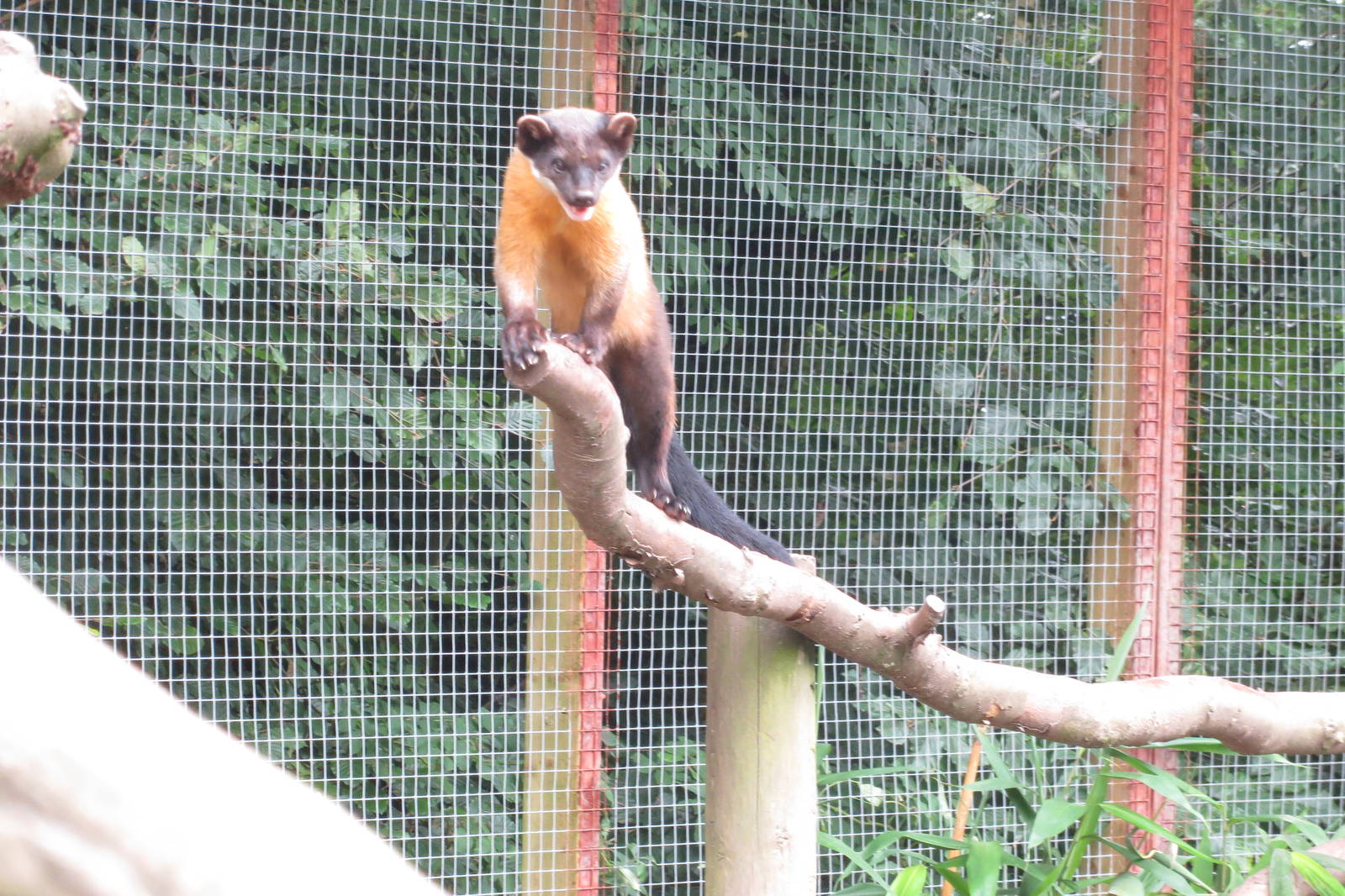 Yellow-throated Marten 090815