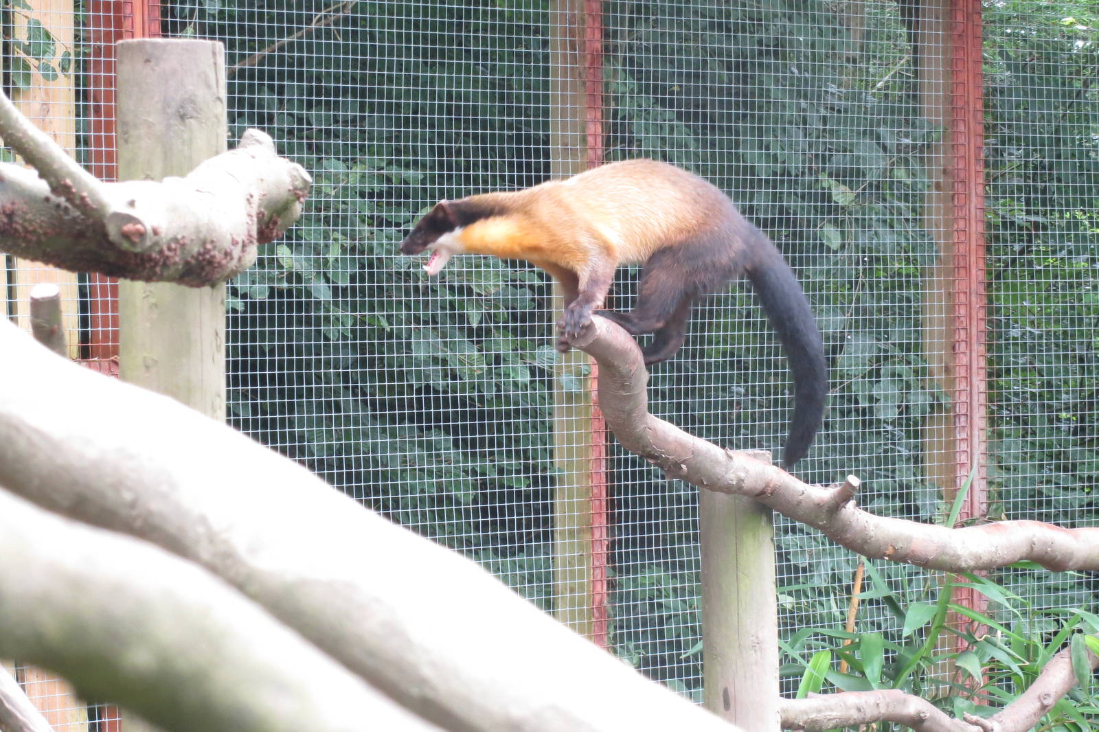 Yellow-throated Marten 090815